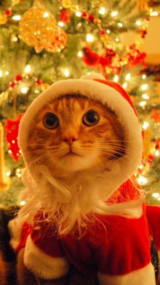 Download mobile wallpaper Cat, Christmas, Holiday, Christmas Tree, Humor, Christmas Ornaments, Santa Hat for free.