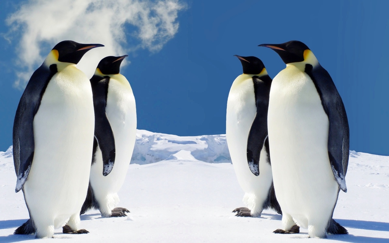 Baixar papel de parede para celular de Animais, Pássaro, Pinguim, Pinguim Imperador gratuito.