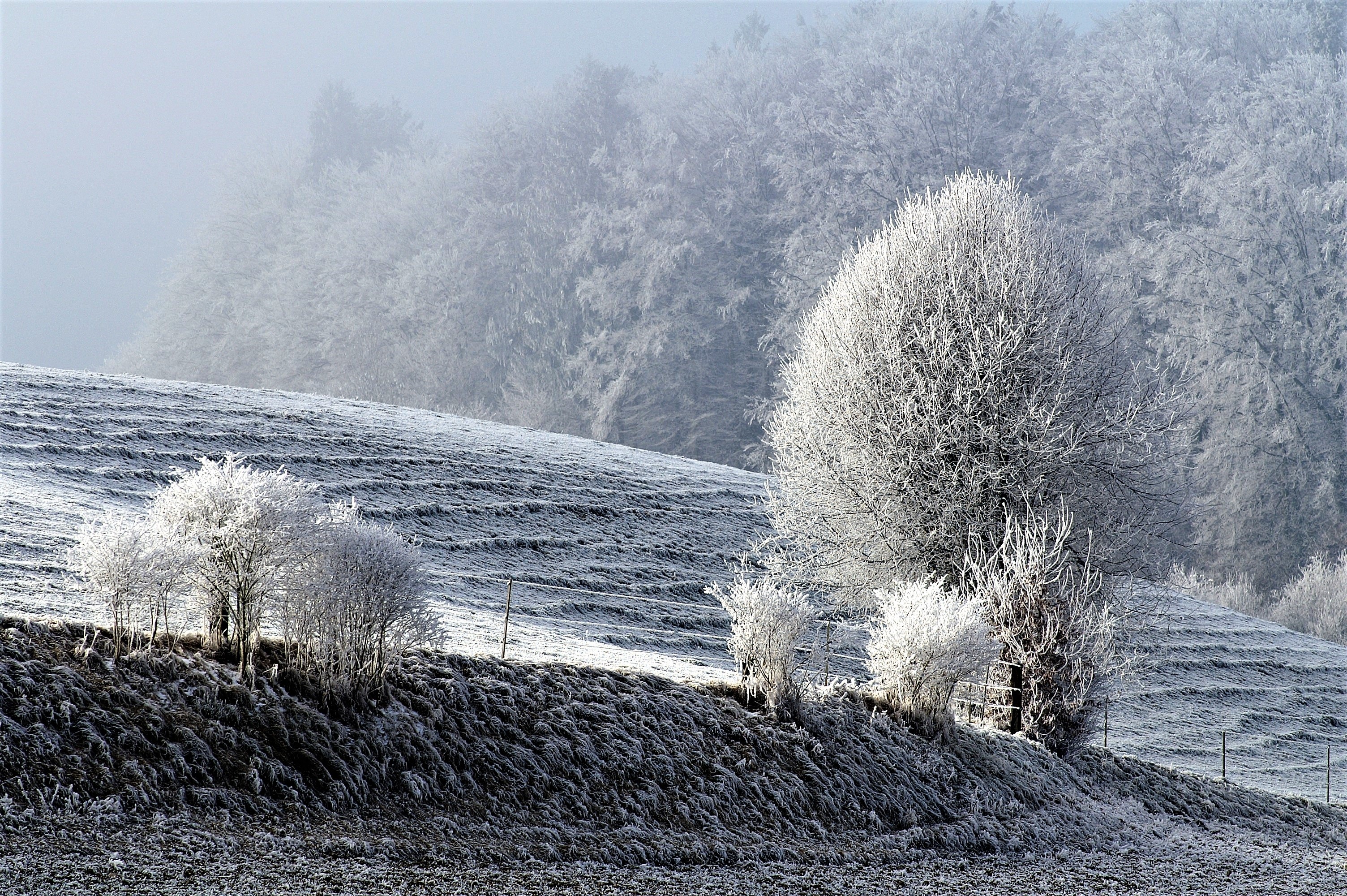 Handy-Wallpaper Schnee, Rauhreif, Natur, Feld, Frost, Bäume, Winter kostenlos herunterladen.