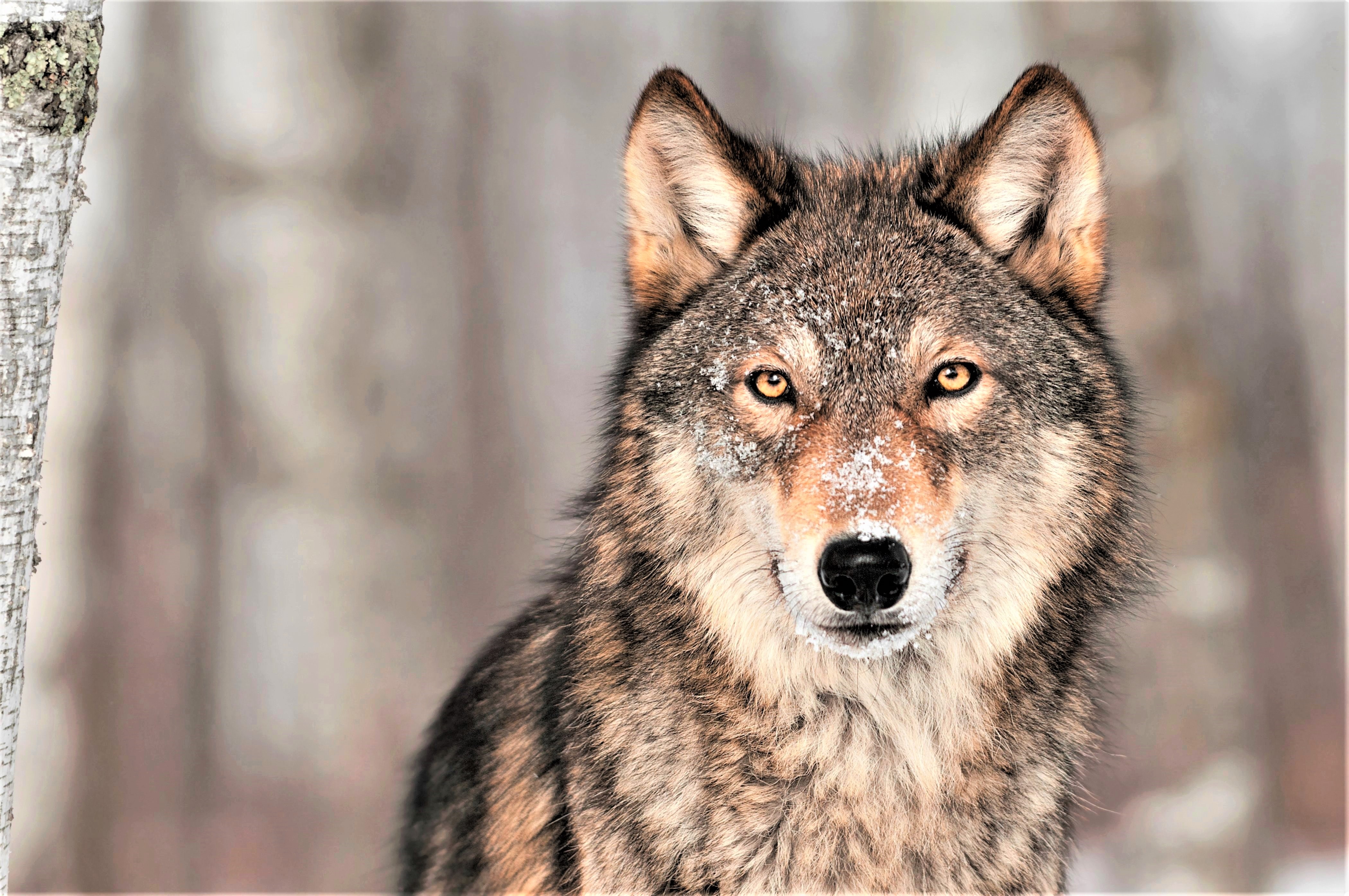 Descarga gratuita de fondo de pantalla para móvil de Animales, Lobo, Mirar Fijamente, Wolves.