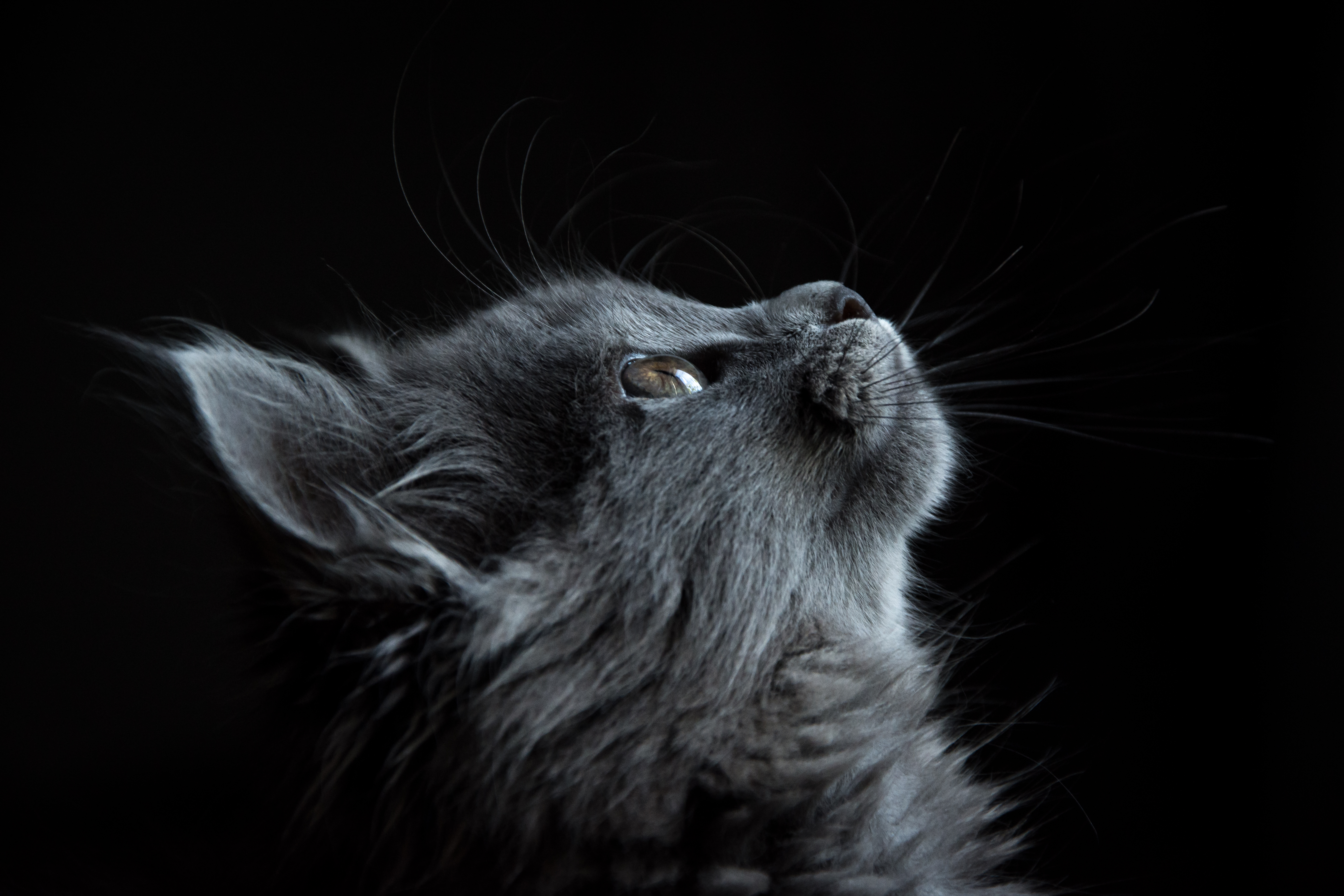 149850 завантажити картинку кішка, тварини, кіт, морда, чорний фон, профіль - шпалери і заставки безкоштовно