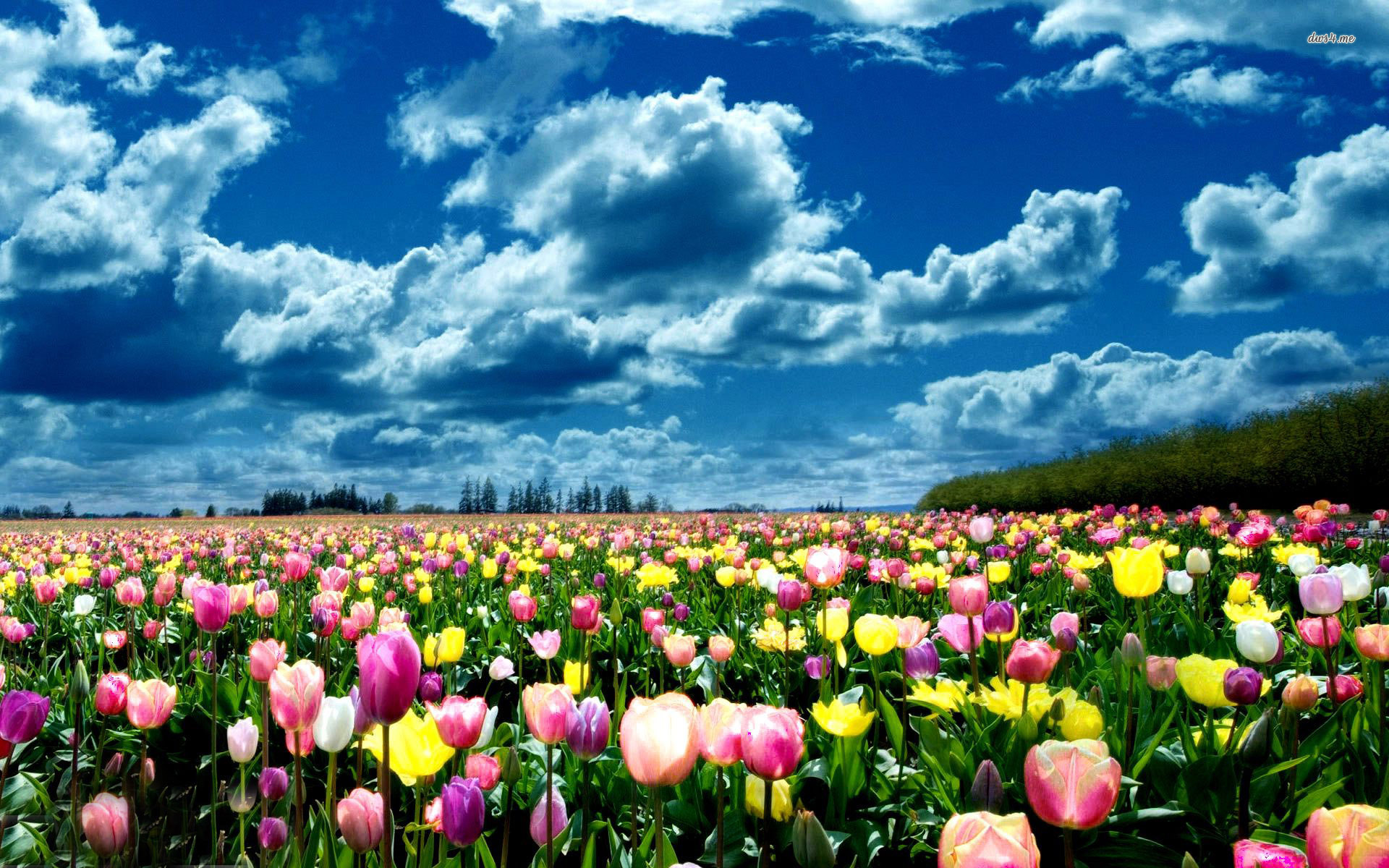Download mobile wallpaper Tulip, Flowers, Flower, Earth for free.