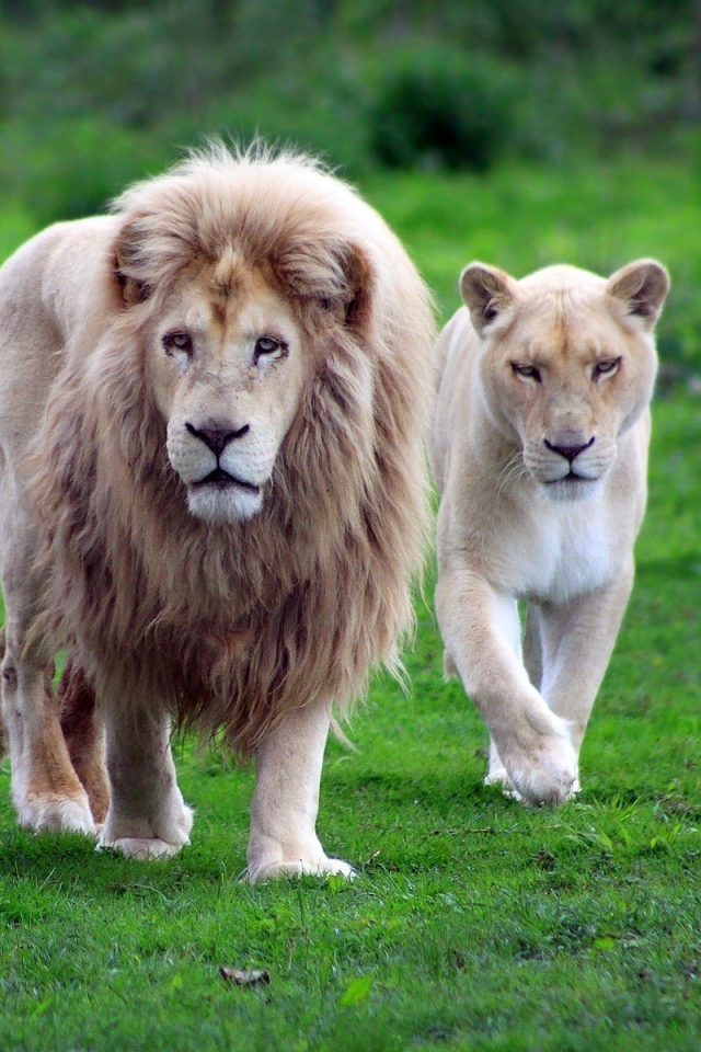 Download mobile wallpaper Cats, Lion, Animal, Warrior for free.