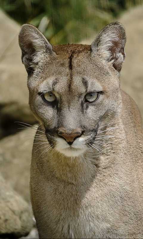 Téléchargez des papiers peints mobile Animaux, Chats, Puma gratuitement.