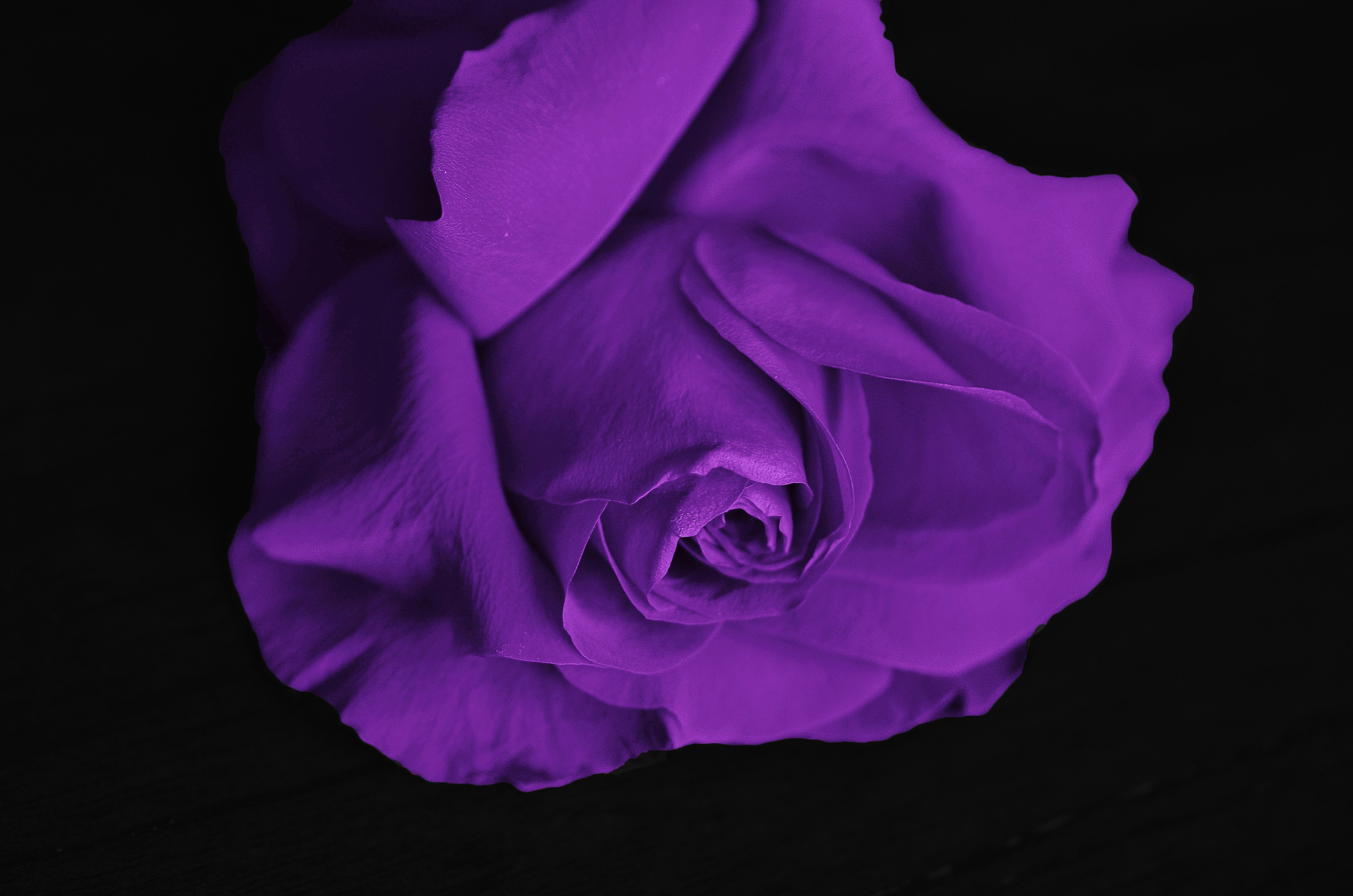 Free download wallpaper Flowers, Violet, Bud, Rose Flower, Rose, Petals, Purple on your PC desktop