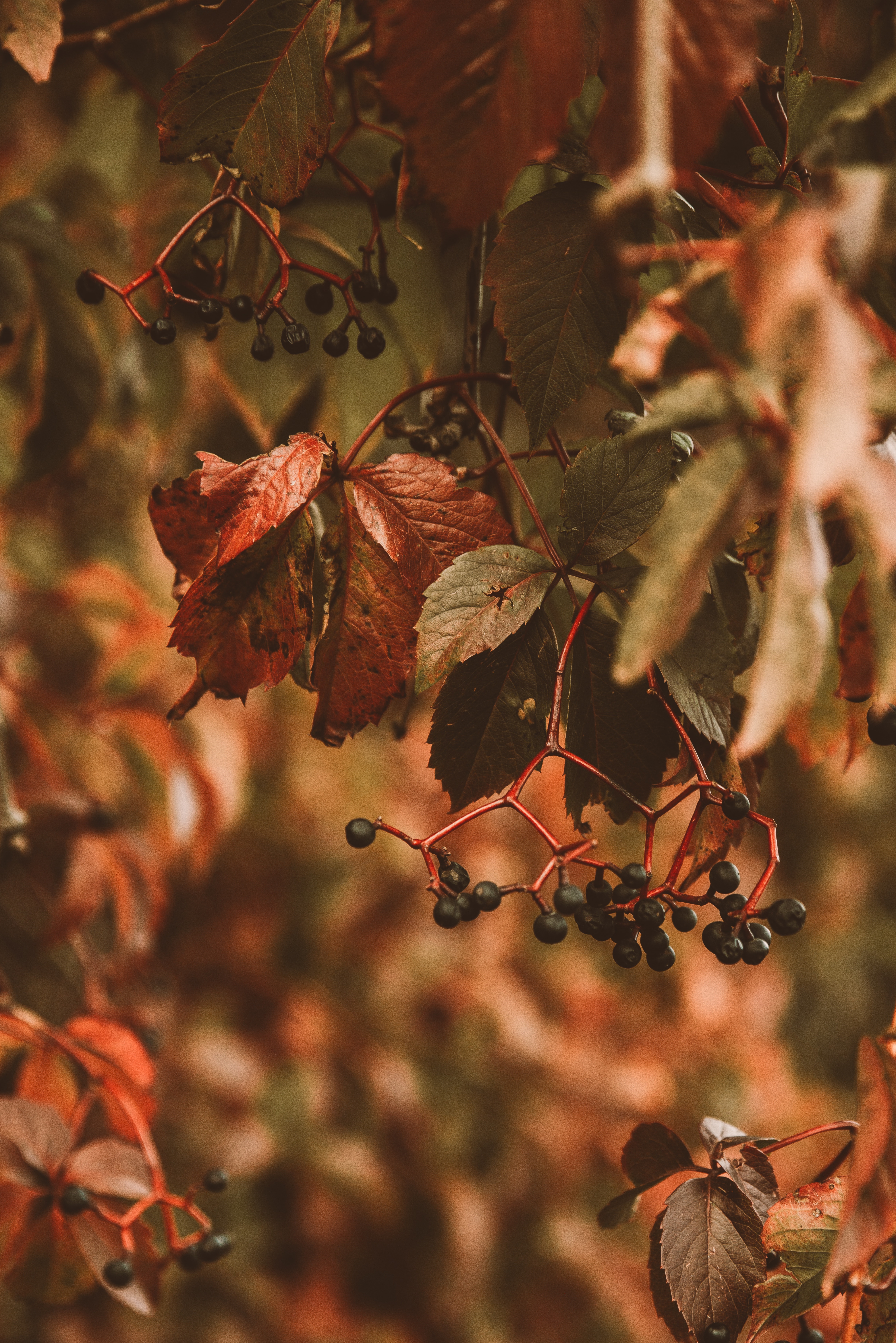 nature, leaves, berries, plant, bunches, clusters