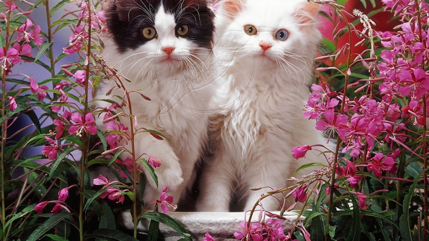 Download mobile wallpaper Kitten, Cat, Cats, Animal for free.