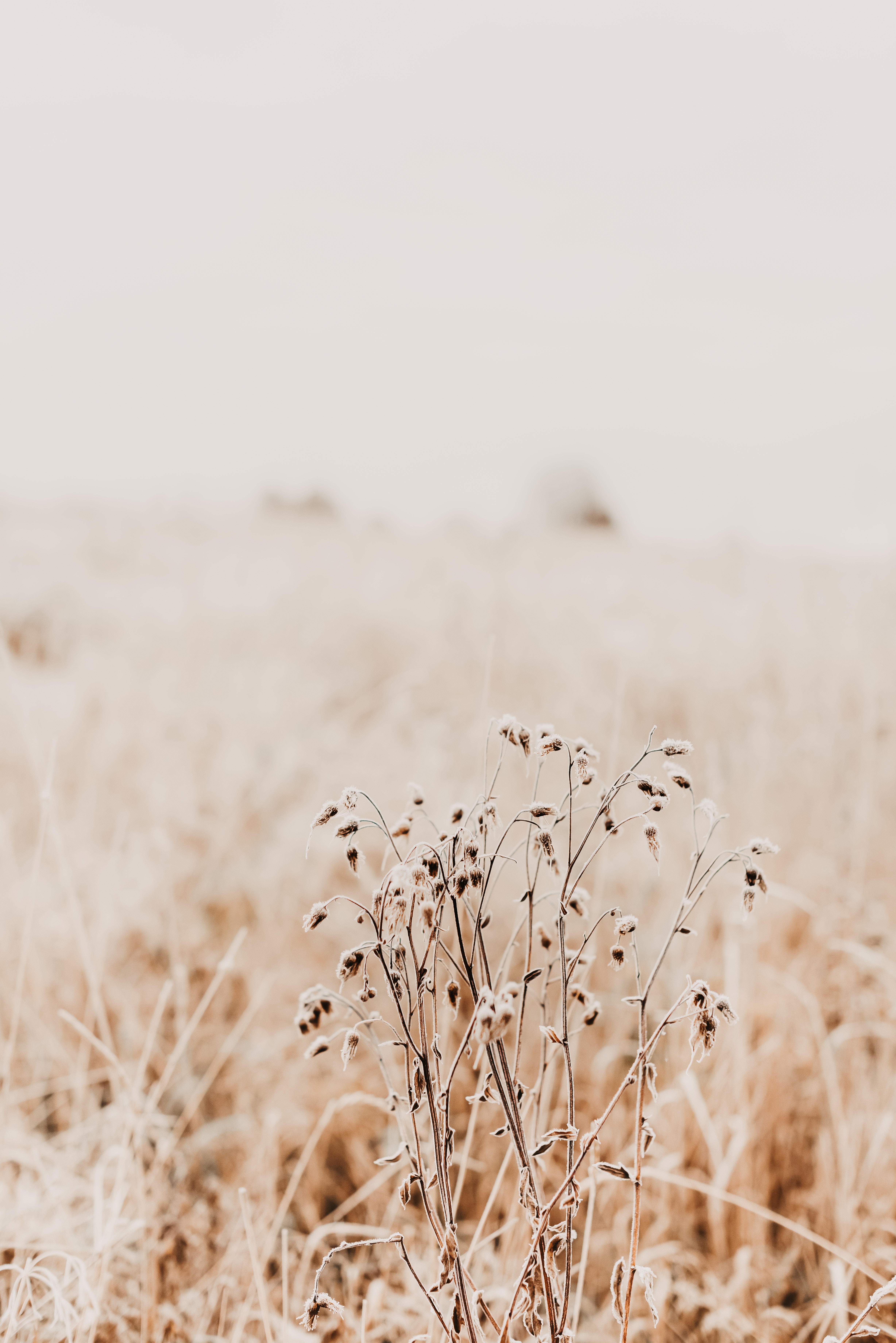 dry, nature, grass, plant
