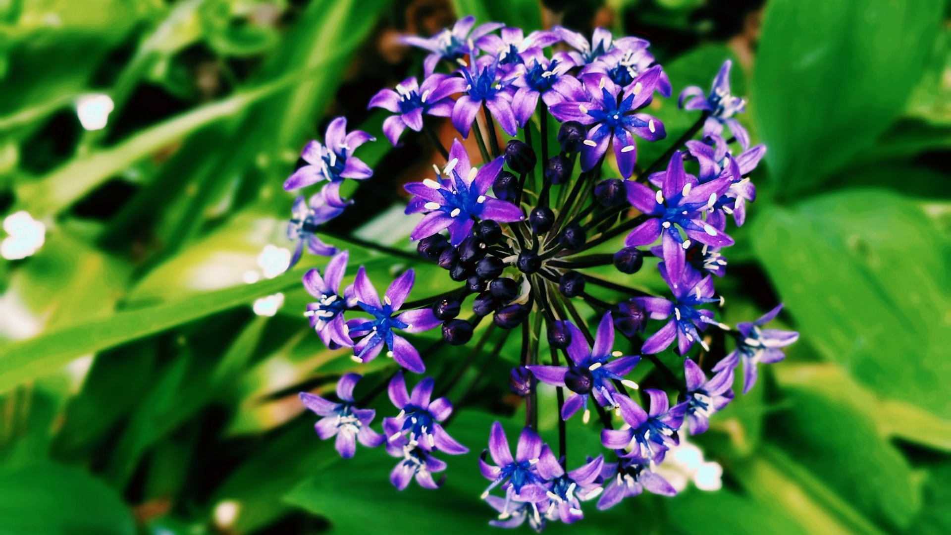 PCデスクトップにフラワーズ, 花, 地球, 紫色の花画像を無料でダウンロード