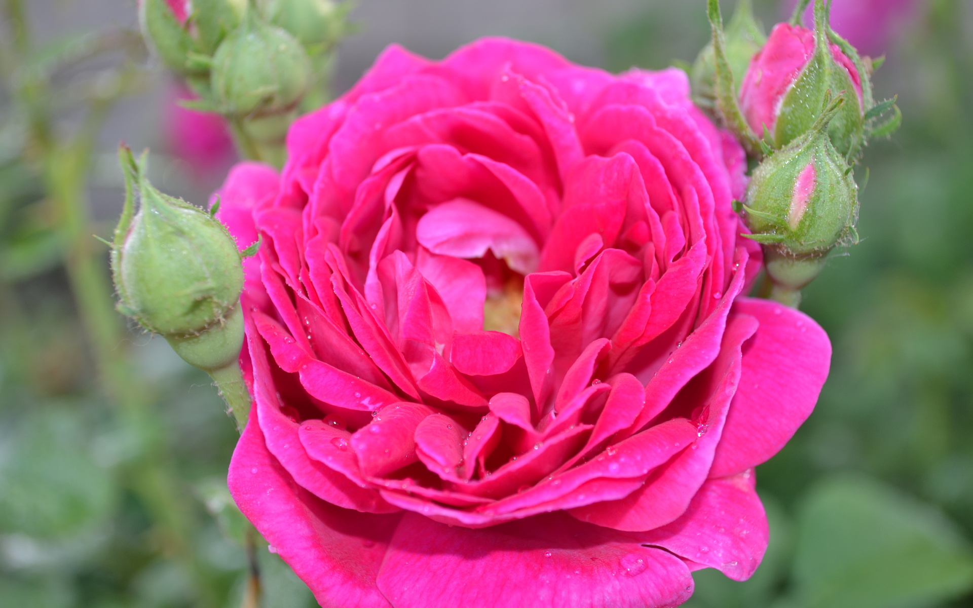 Download mobile wallpaper Bud, Flowers, Flower, Rose, Earth for free.