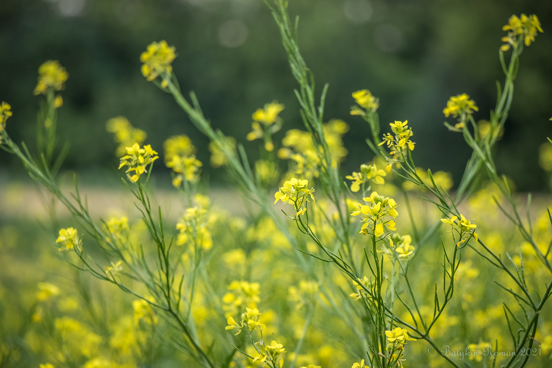 Handy-Wallpaper Blumen, Blume, Erde/natur kostenlos herunterladen.