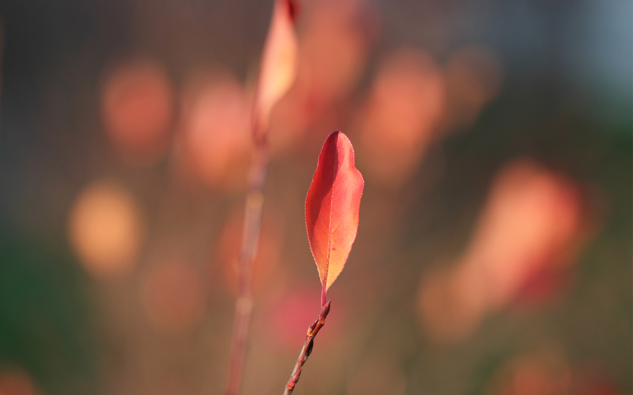 Laden Sie das Blatt, Erde/natur-Bild kostenlos auf Ihren PC-Desktop herunter