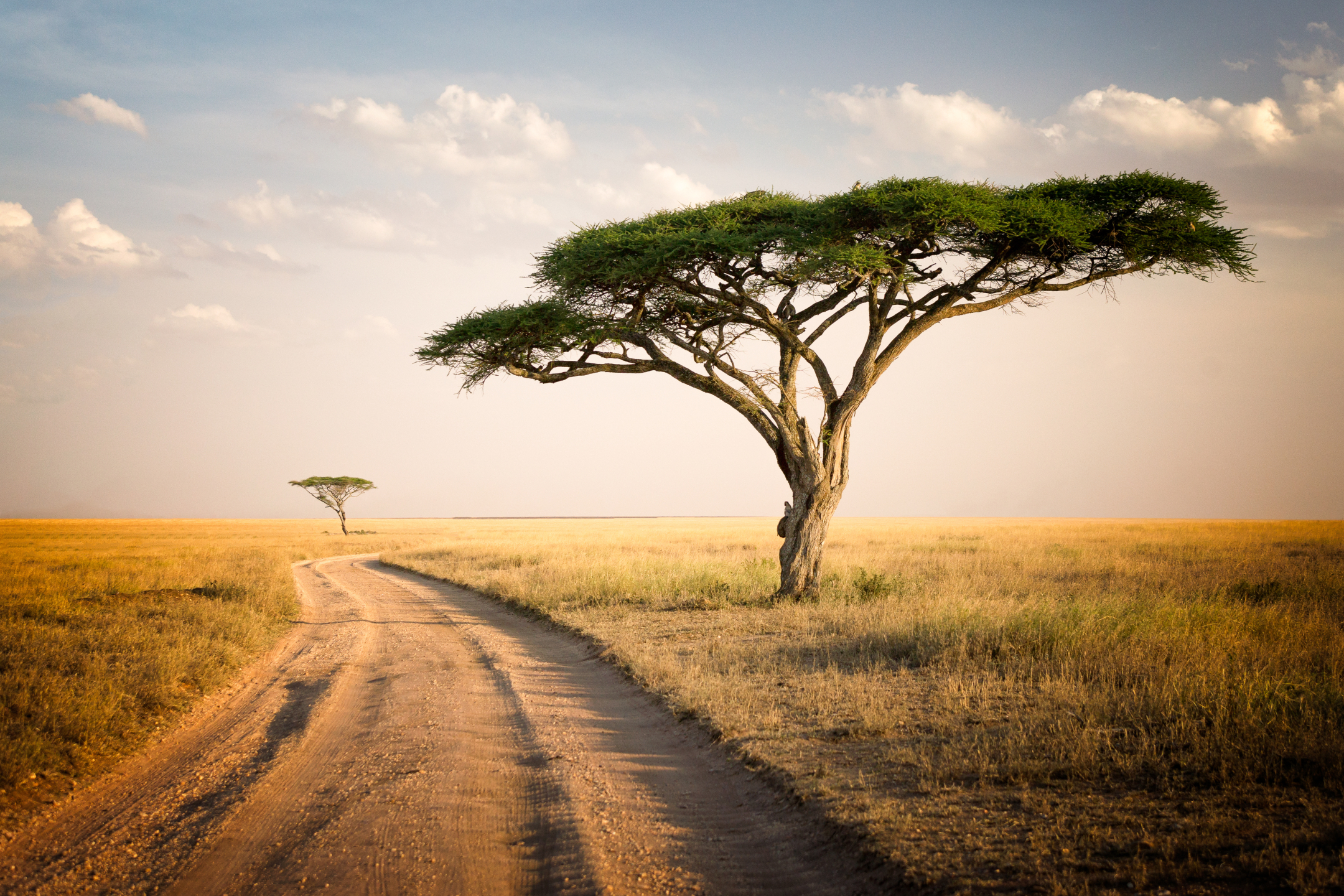 Скачать картинку Дерево, Дорожка, Сделано Человеком, Танзания, Национальный Парк Серенгети в телефон бесплатно.