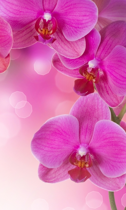 Descarga gratuita de fondo de pantalla para móvil de Flores, Flor, Orquídea, Tierra/naturaleza.