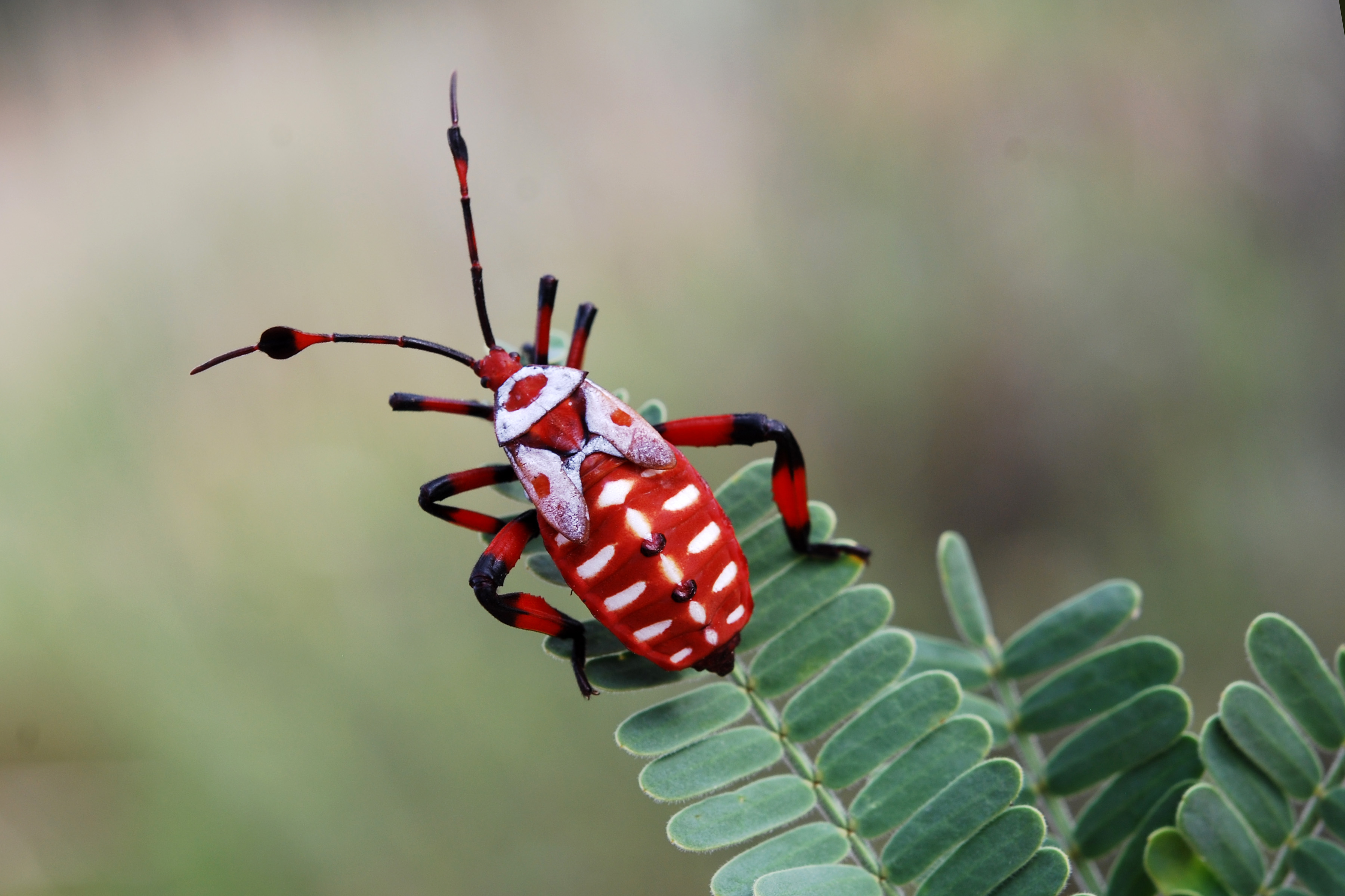 Descarga gratuita de fondo de pantalla para móvil de Animales, Insecto.