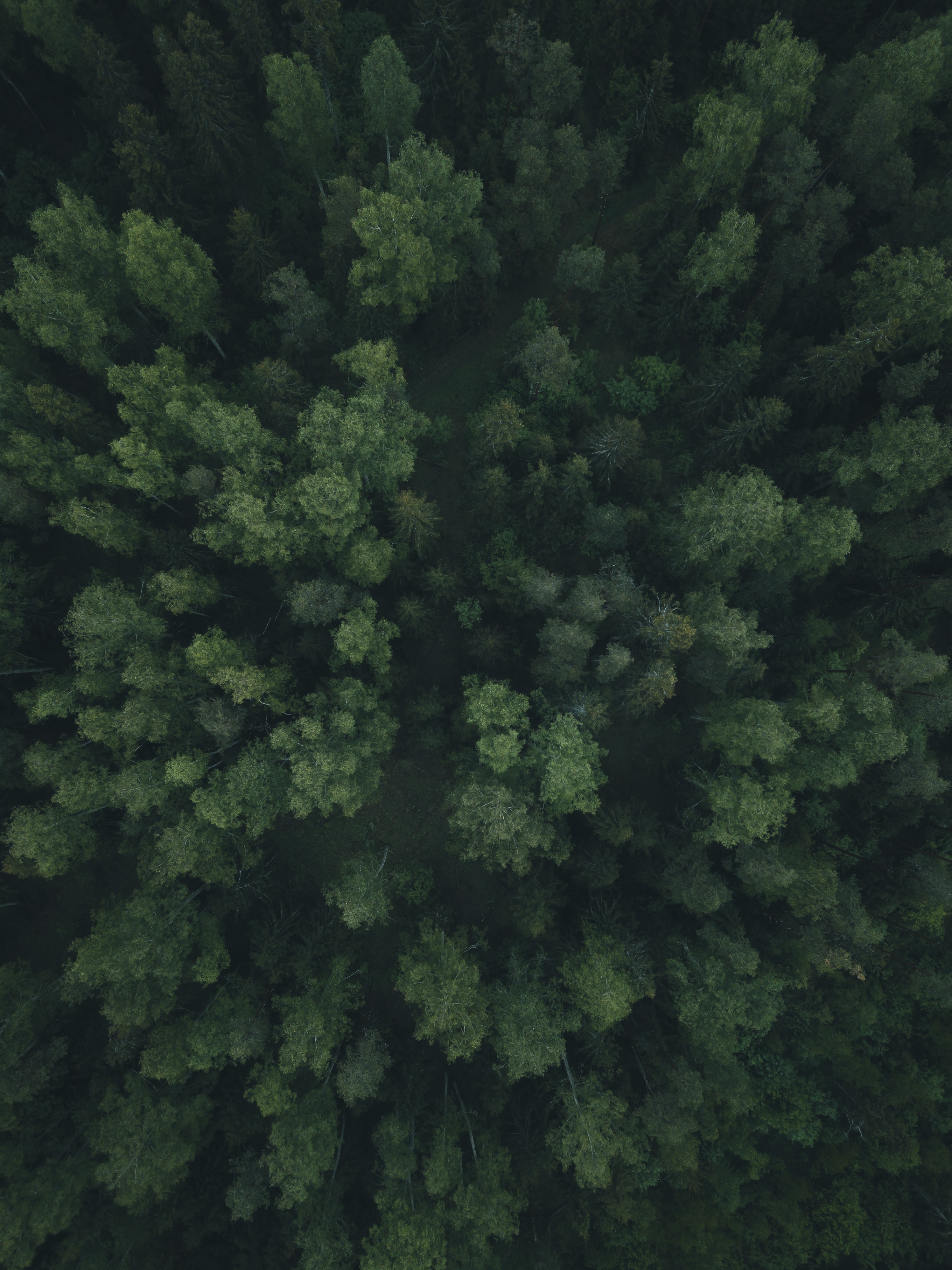 Скачать картинку Деревья, Вид Сверху, Тропинка, Зеленый, Лес, Природа в телефон бесплатно.