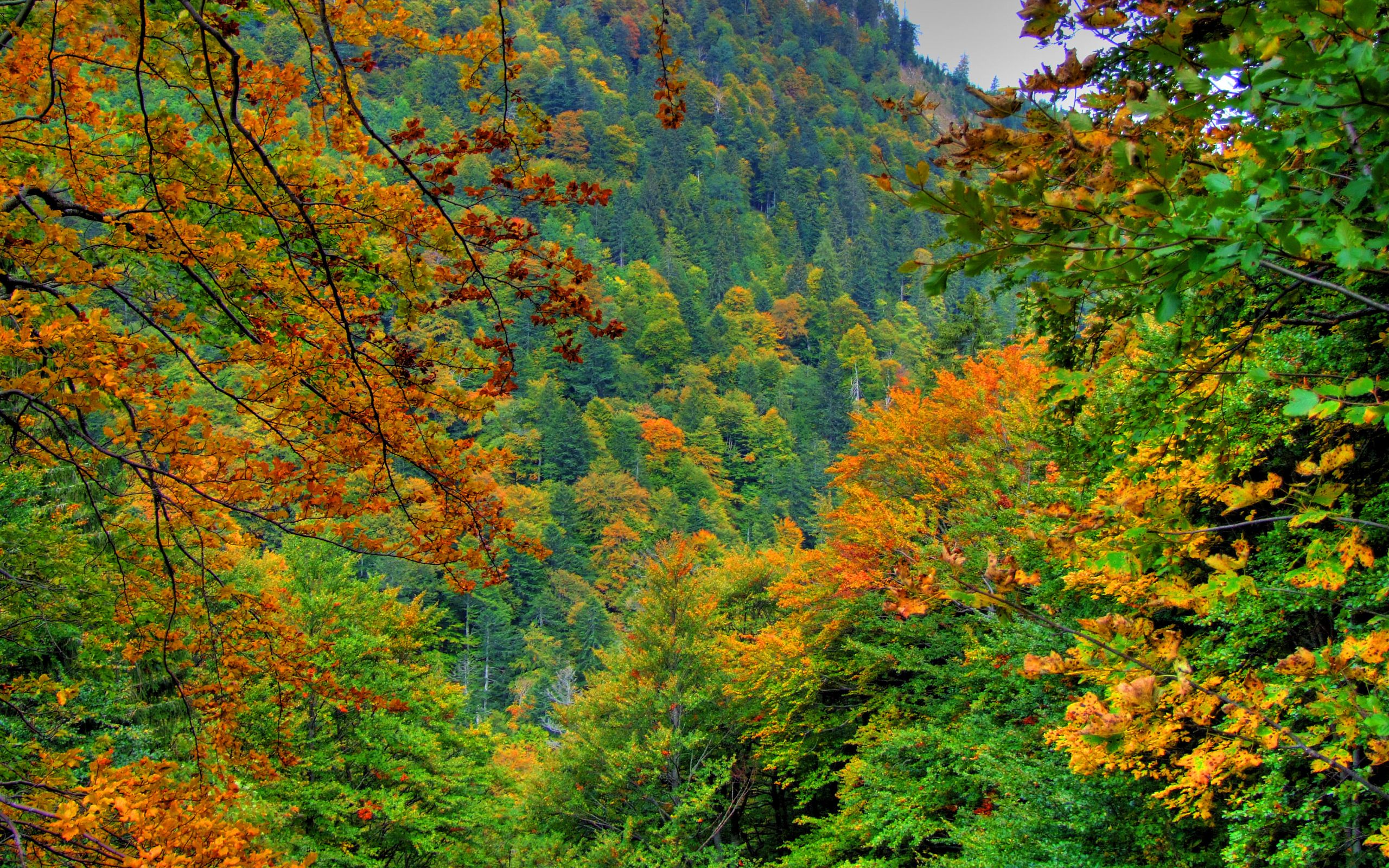 Téléchargez gratuitement l'image Forêt, Terre/nature sur le bureau de votre PC