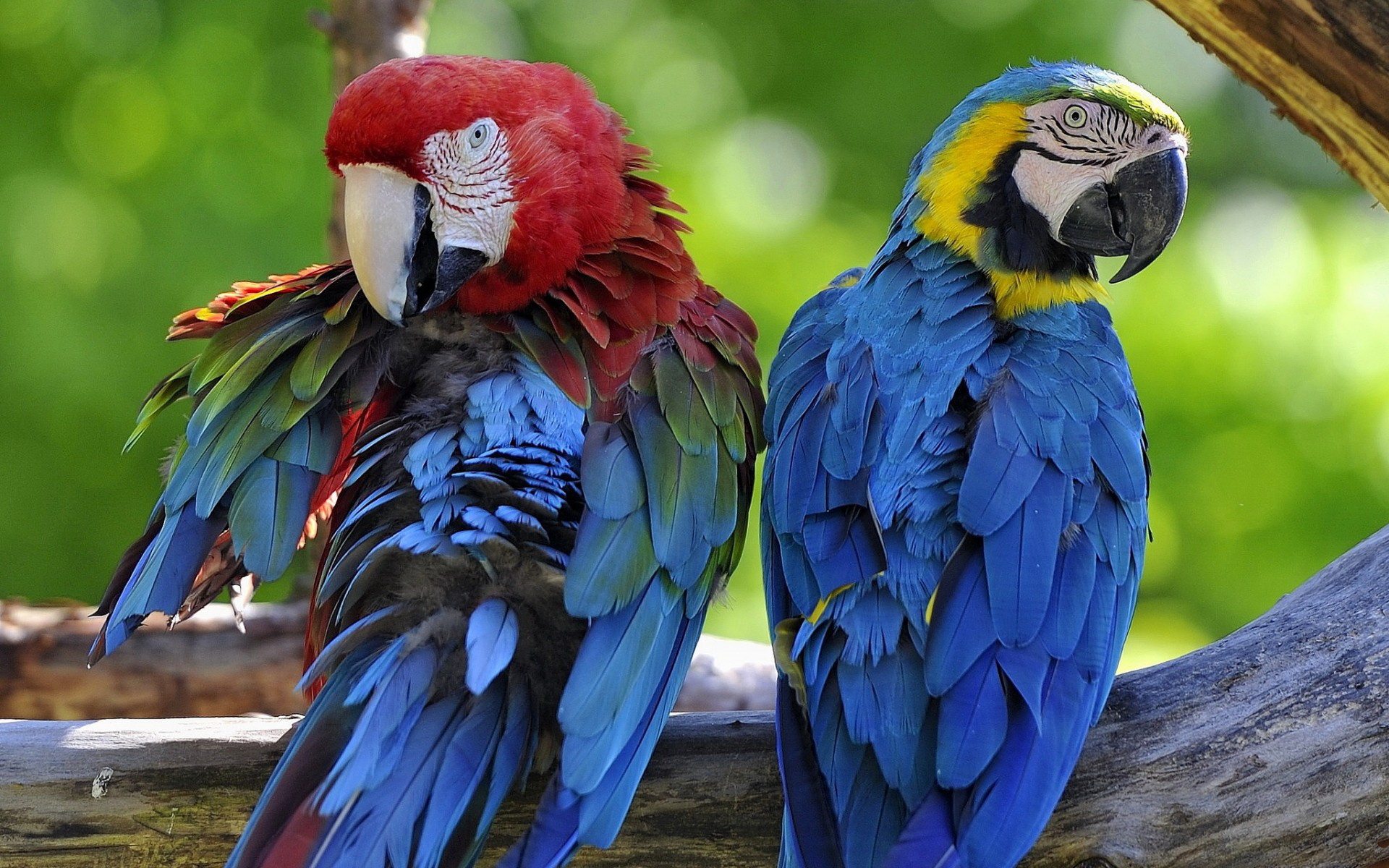 animal, macaw, bird, blue and yellow macaw, parrot, red and green macaw, birds