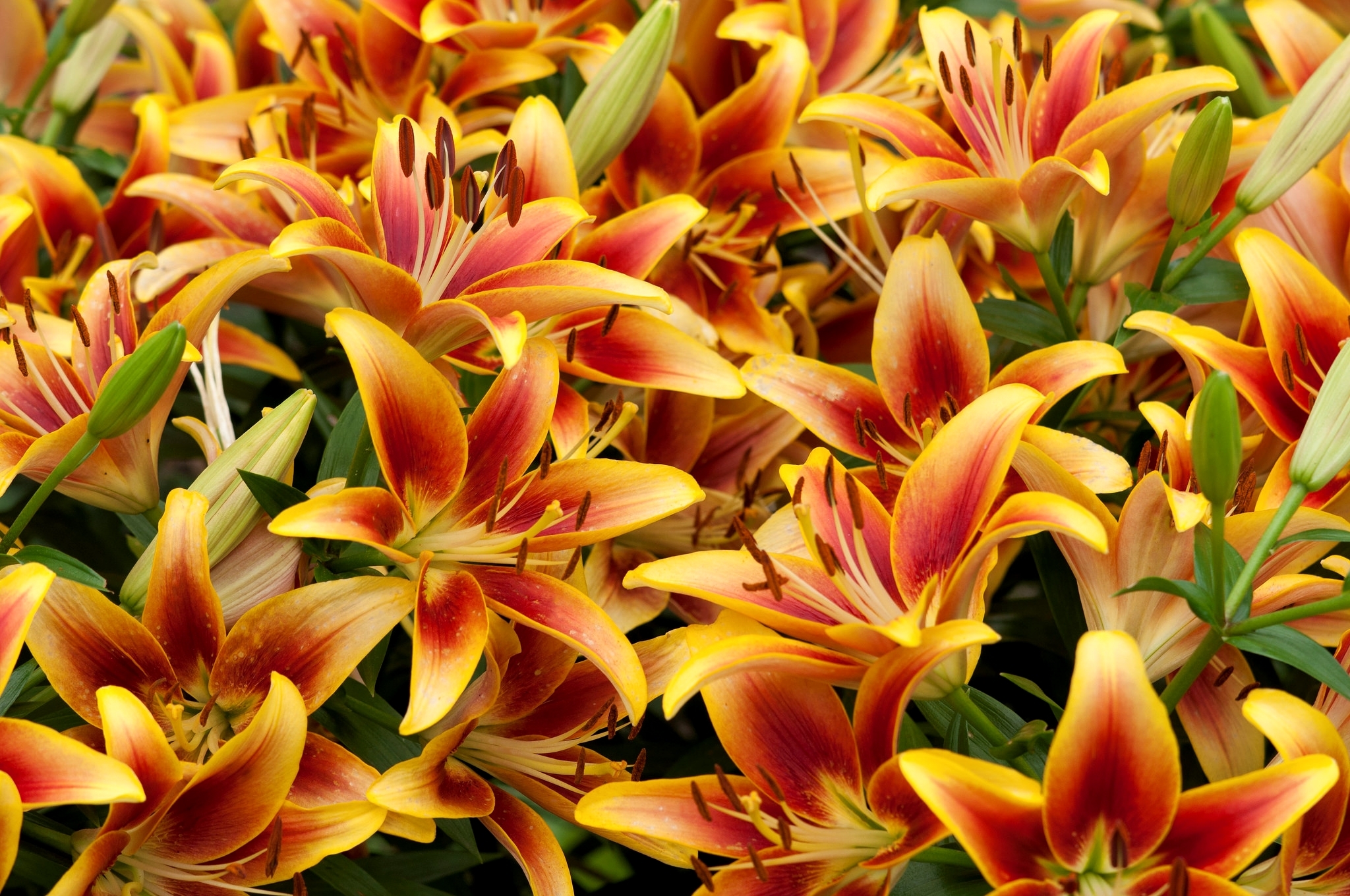Free download wallpaper Flowers, Flower, Earth, Lily, Photography on your PC desktop