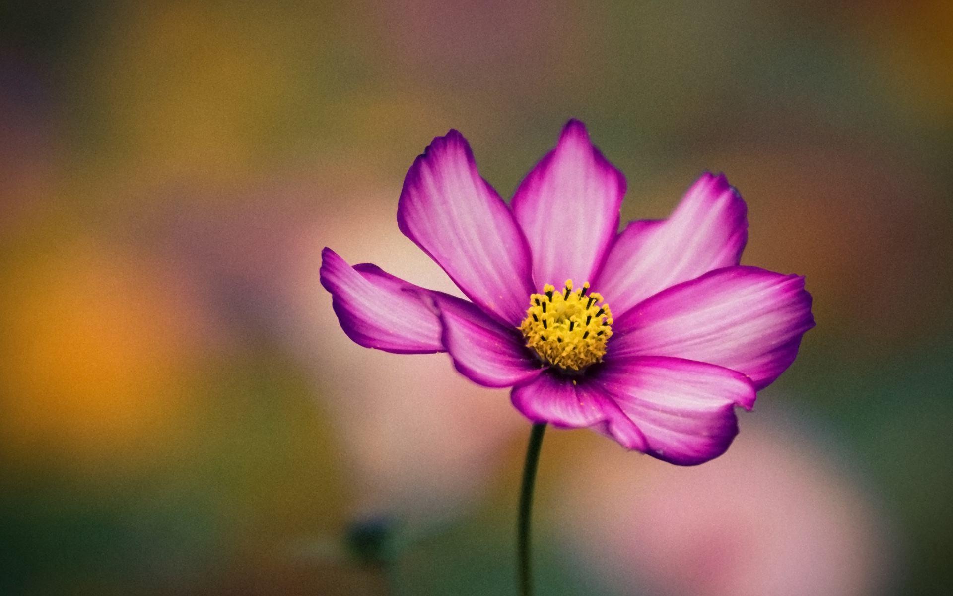 Free download wallpaper Flowers, Flower, Earth on your PC desktop