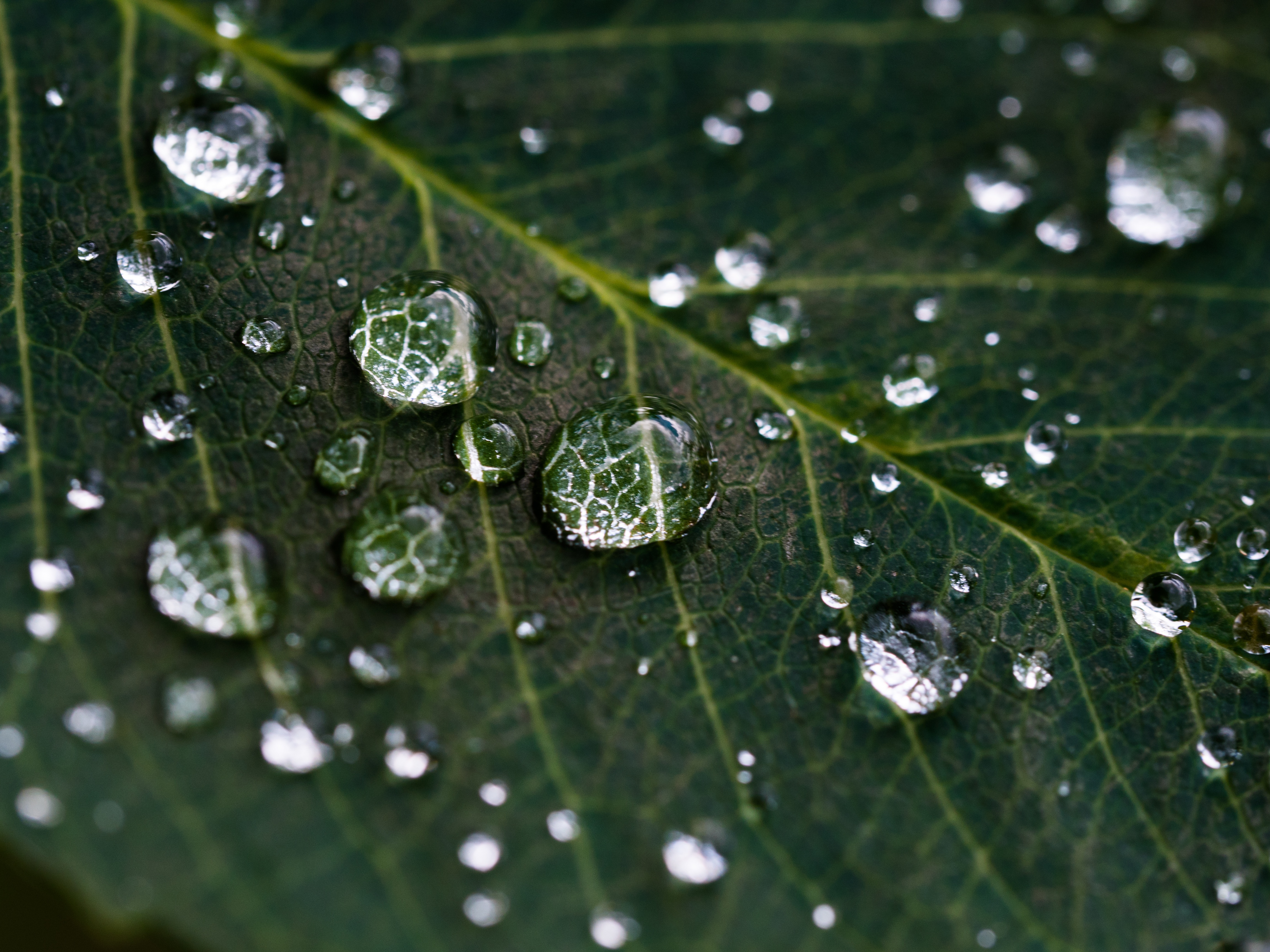 Descarga gratis la imagen Naturaleza, Hoja, Tierra/naturaleza, Gota De Agua, Macrofotografía en el escritorio de tu PC