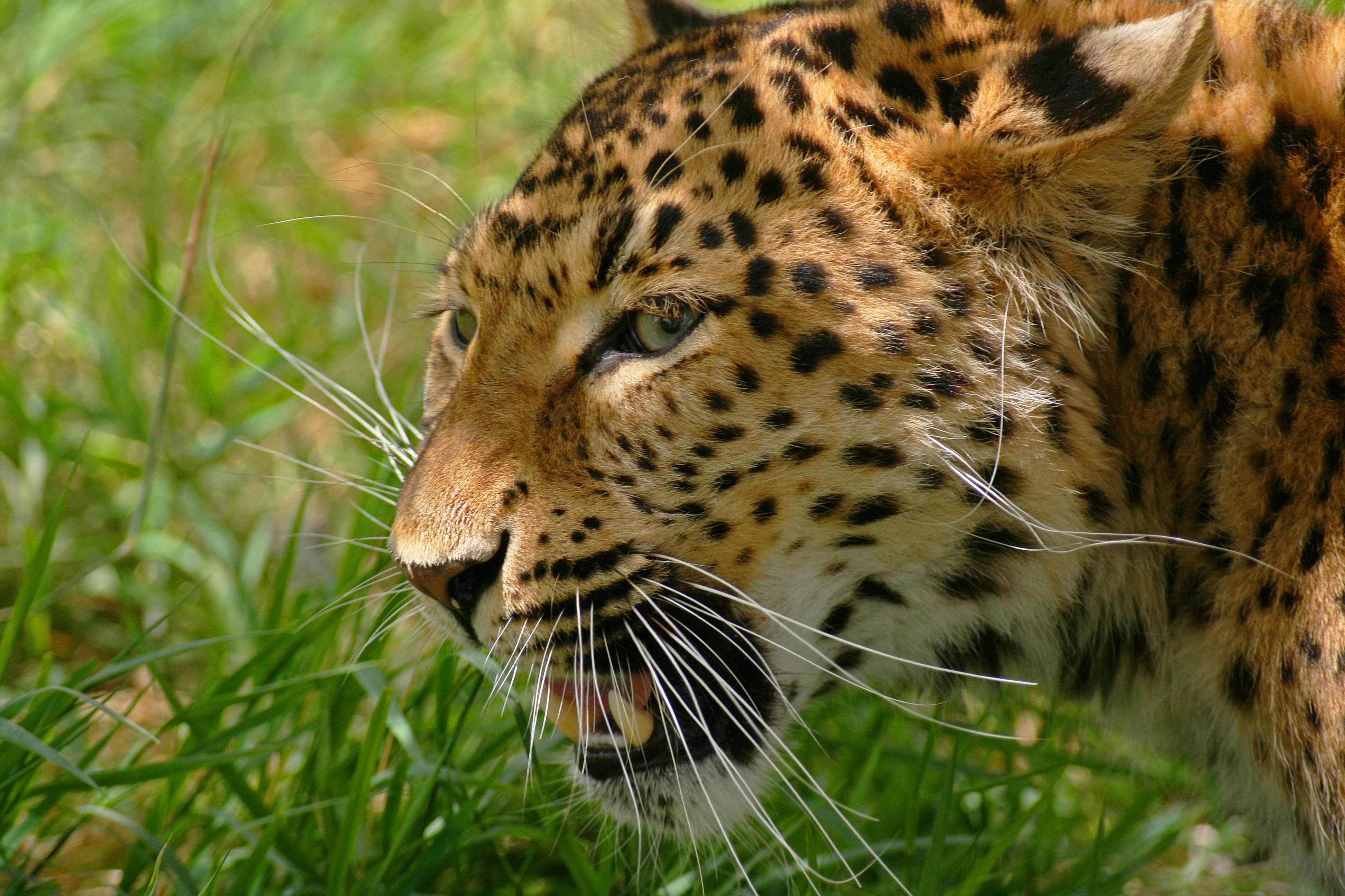 PCデスクトップに動物, ヒョウ, 猫画像を無料でダウンロード