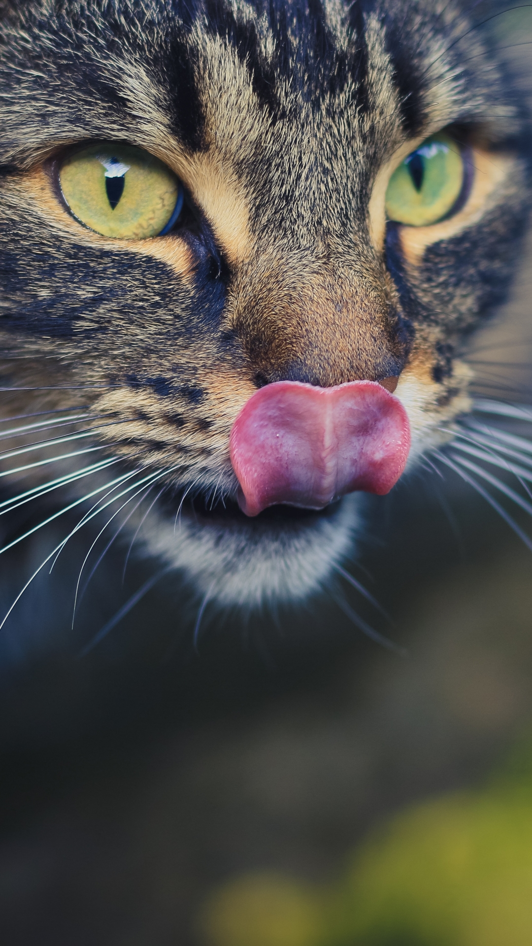 Download mobile wallpaper Cats, Cat, Blur, Animal, Stare for free.