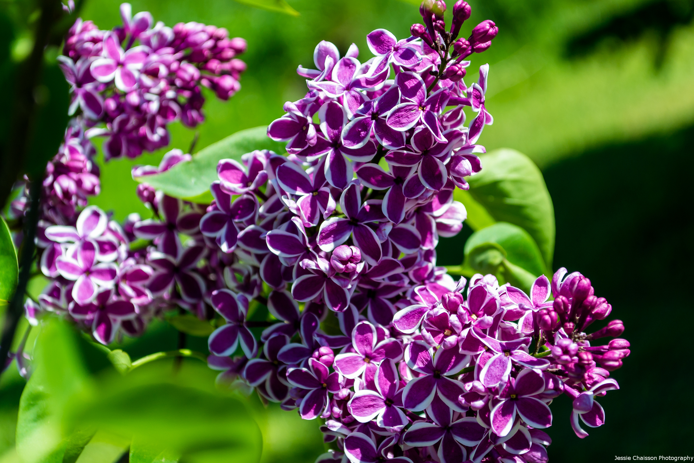 Téléchargez gratuitement l'image Fleurs, Fleur, Terre/nature sur le bureau de votre PC