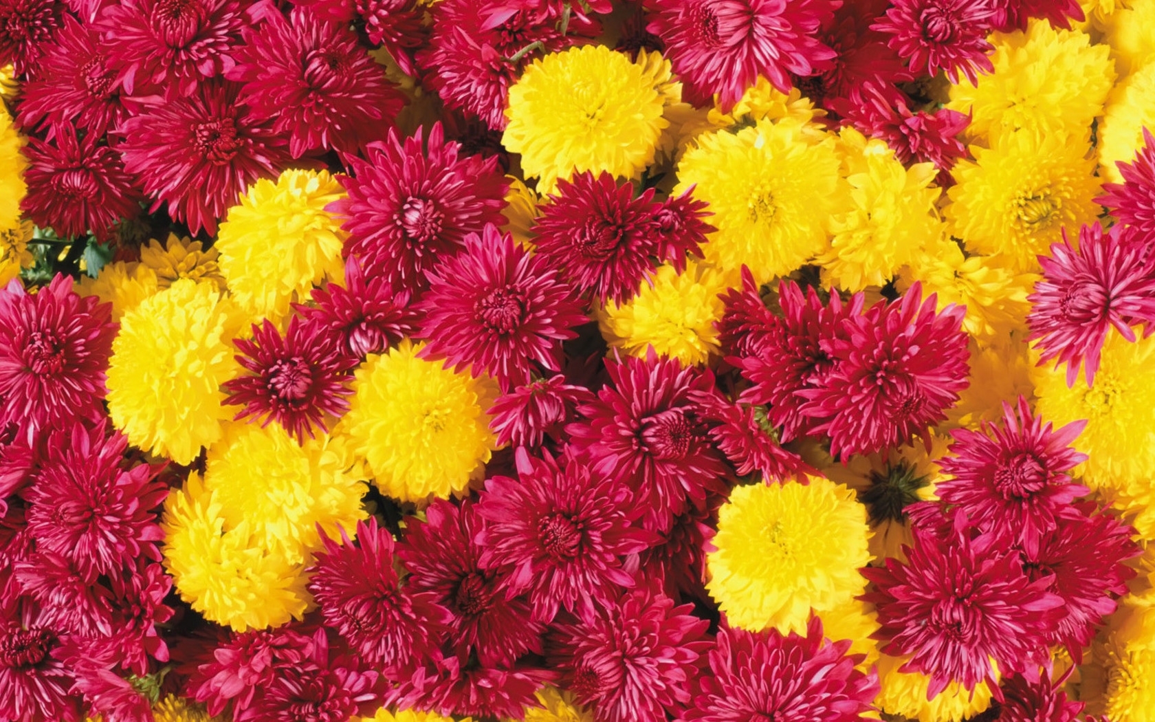Free download wallpaper Plants, Chrysanthemum, Flowers on your PC desktop