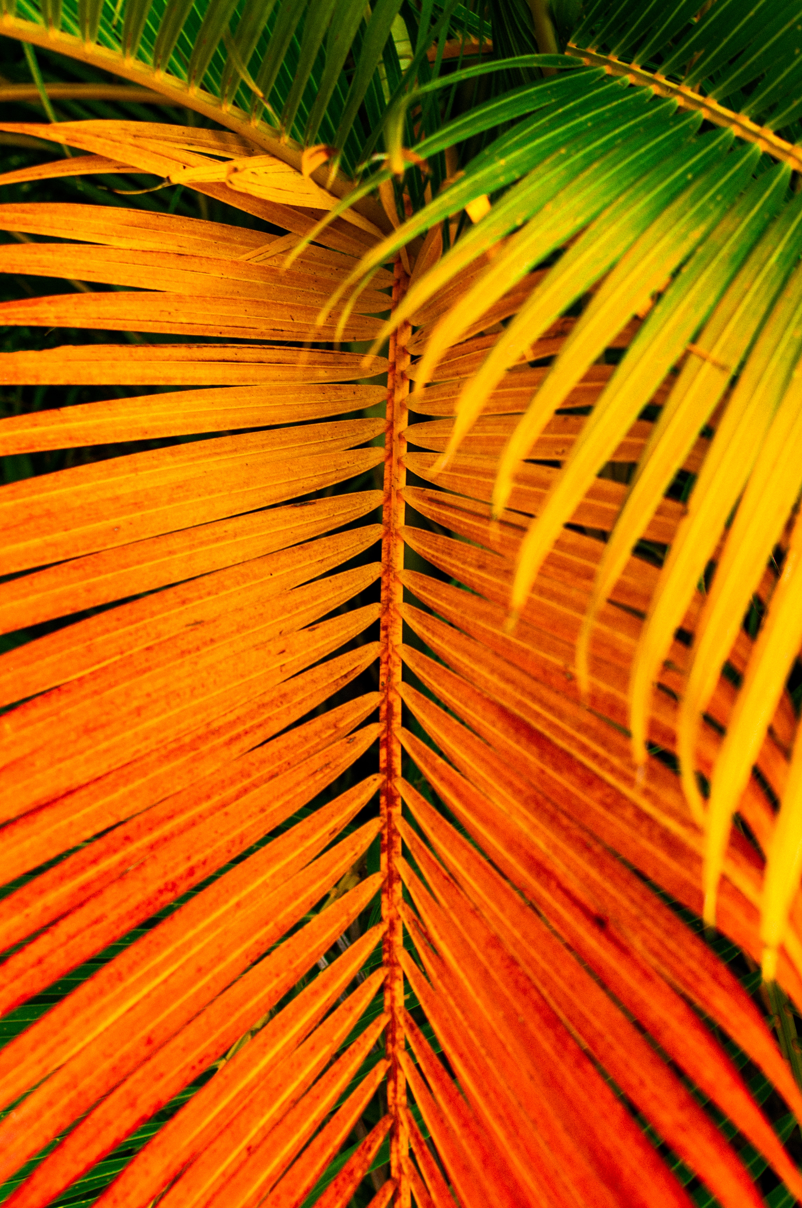 leaves, yellow, macro, bright, palm, branch, saturated