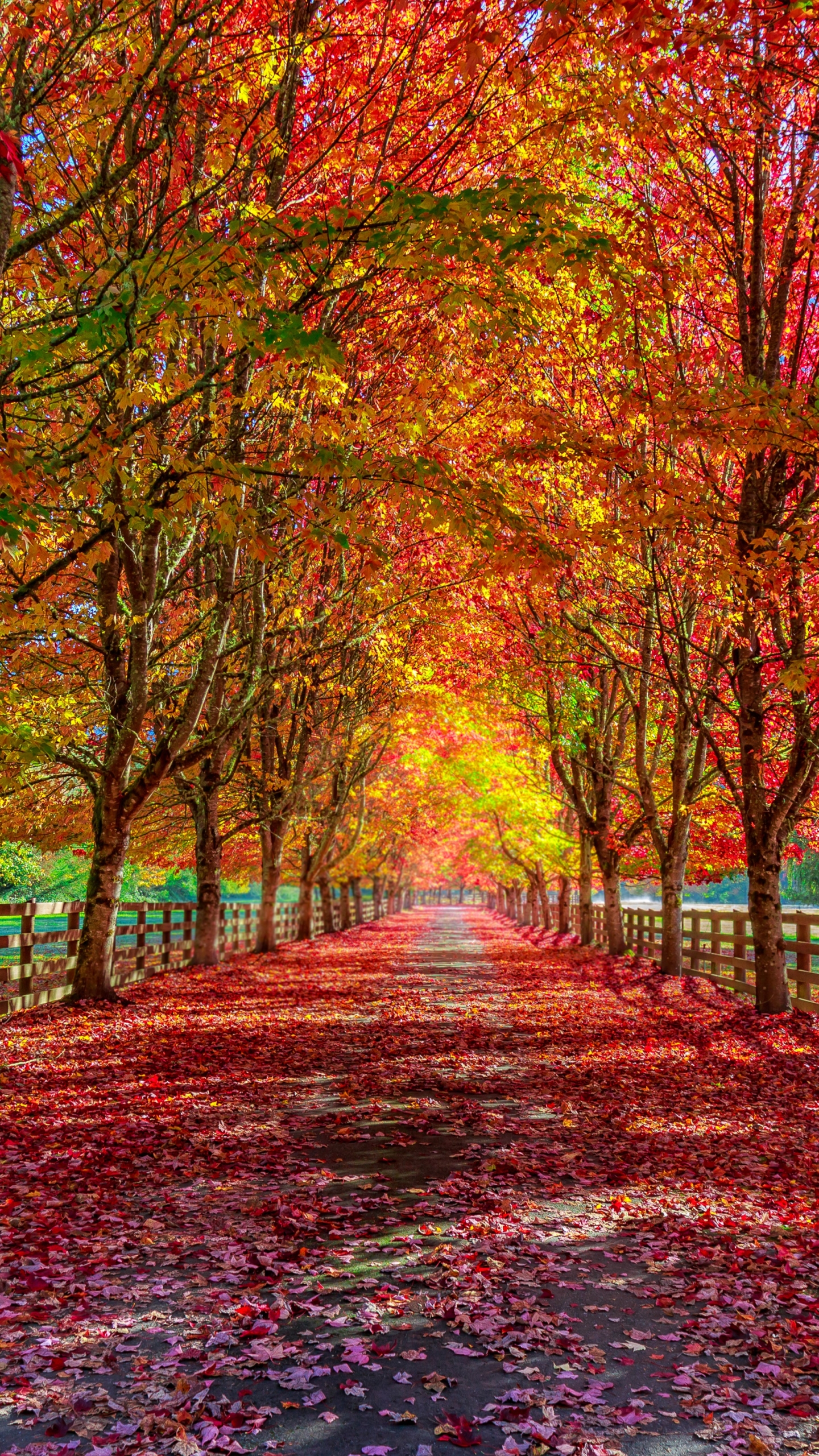 Download mobile wallpaper Fall, Path, Photography for free.