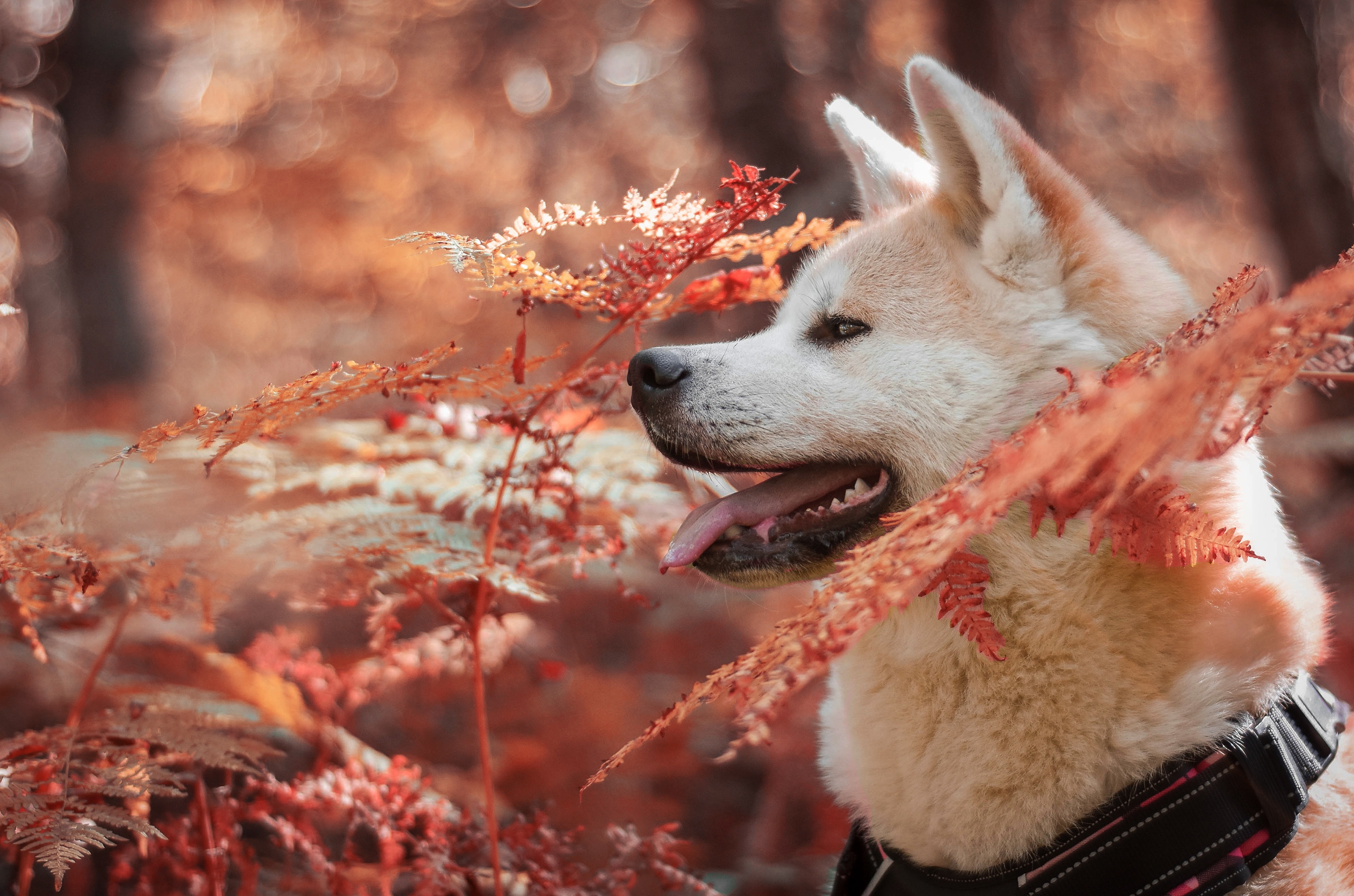 Laden Sie das Tiere, Hunde, Herbst, Farne, Hund, Shiba Inu-Bild kostenlos auf Ihren PC-Desktop herunter