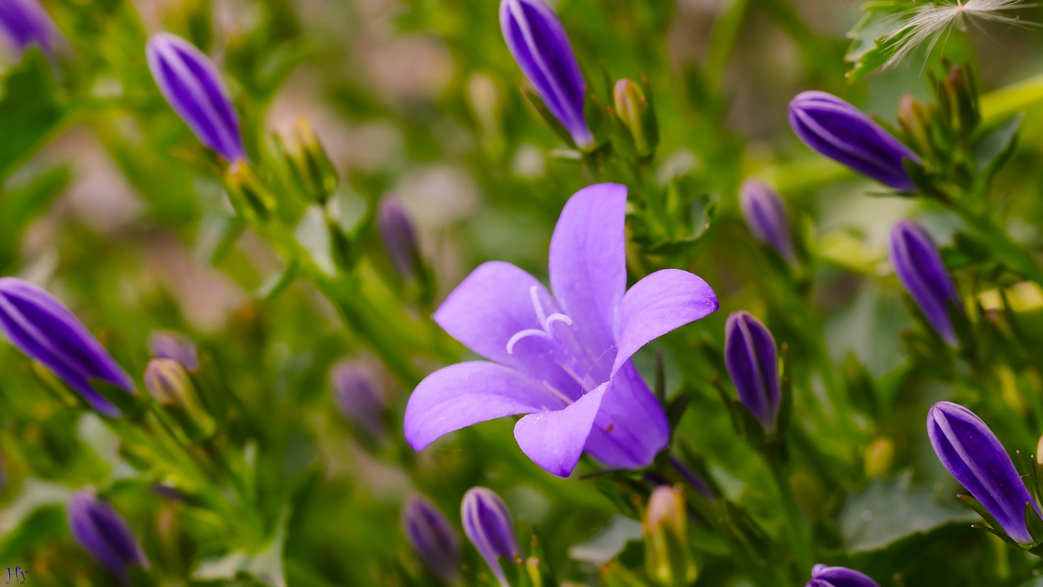 Descarga gratuita de fondo de pantalla para móvil de Naturaleza, Flores, Flor, Flor Purpura, Tierra/naturaleza.