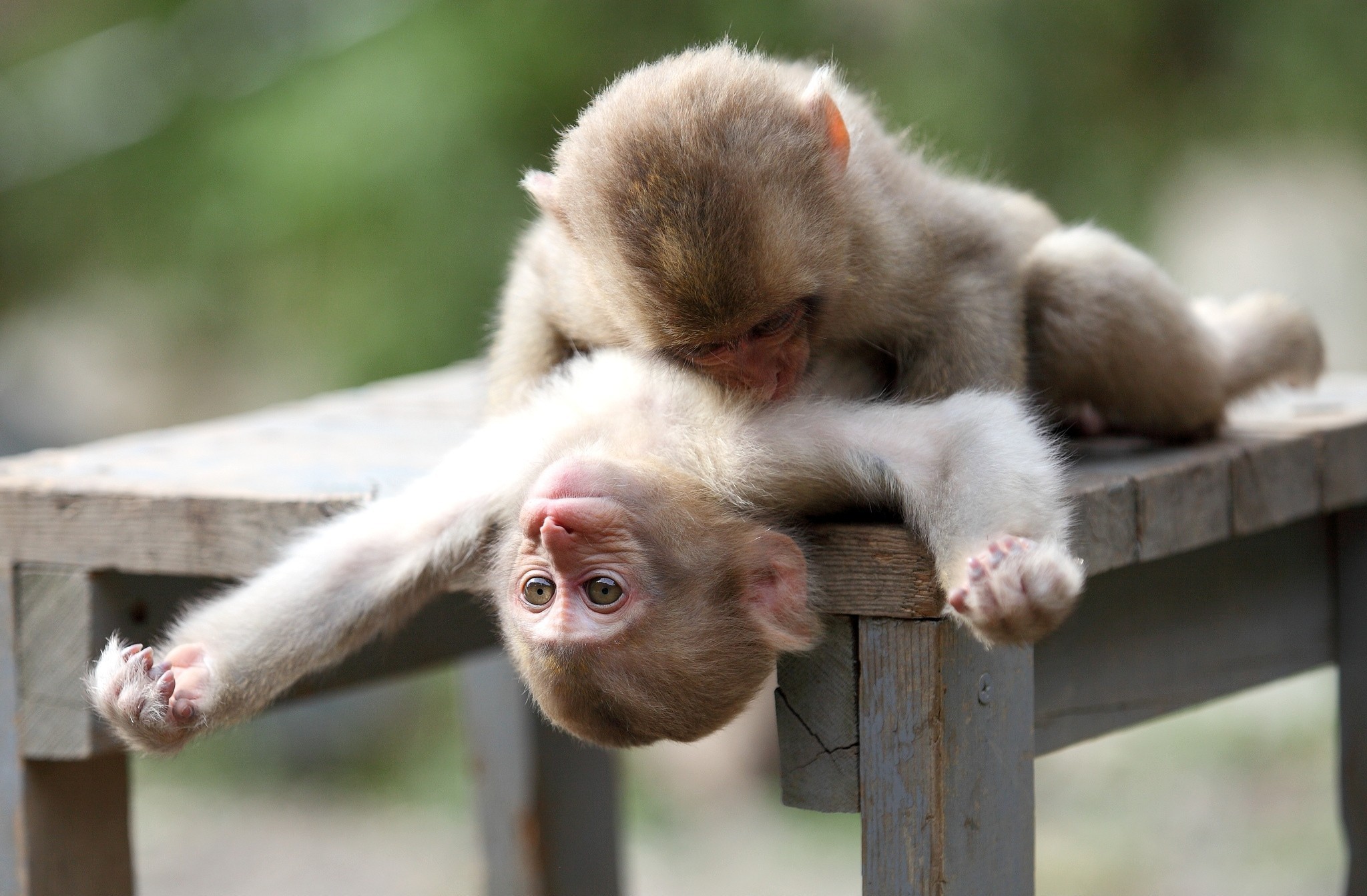 413489 descargar fondo de pantalla animales, mono, bebe animal, lindo, jugando, monos: protectores de pantalla e imágenes gratis