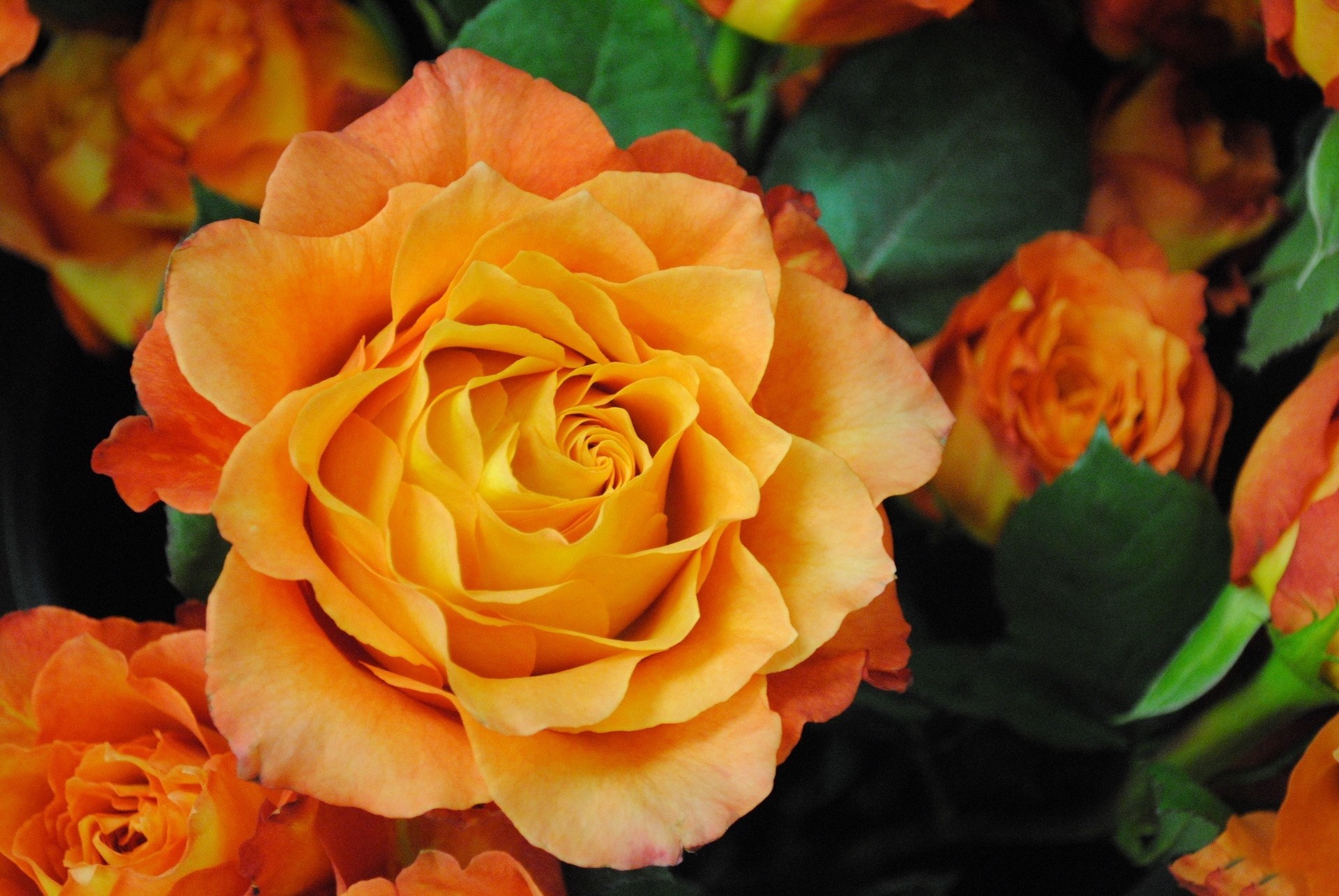 Descarga gratis la imagen Naturaleza, Flores, Rosa, De Cerca, Dorado, Flor Amarilla, Tierra/naturaleza en el escritorio de tu PC