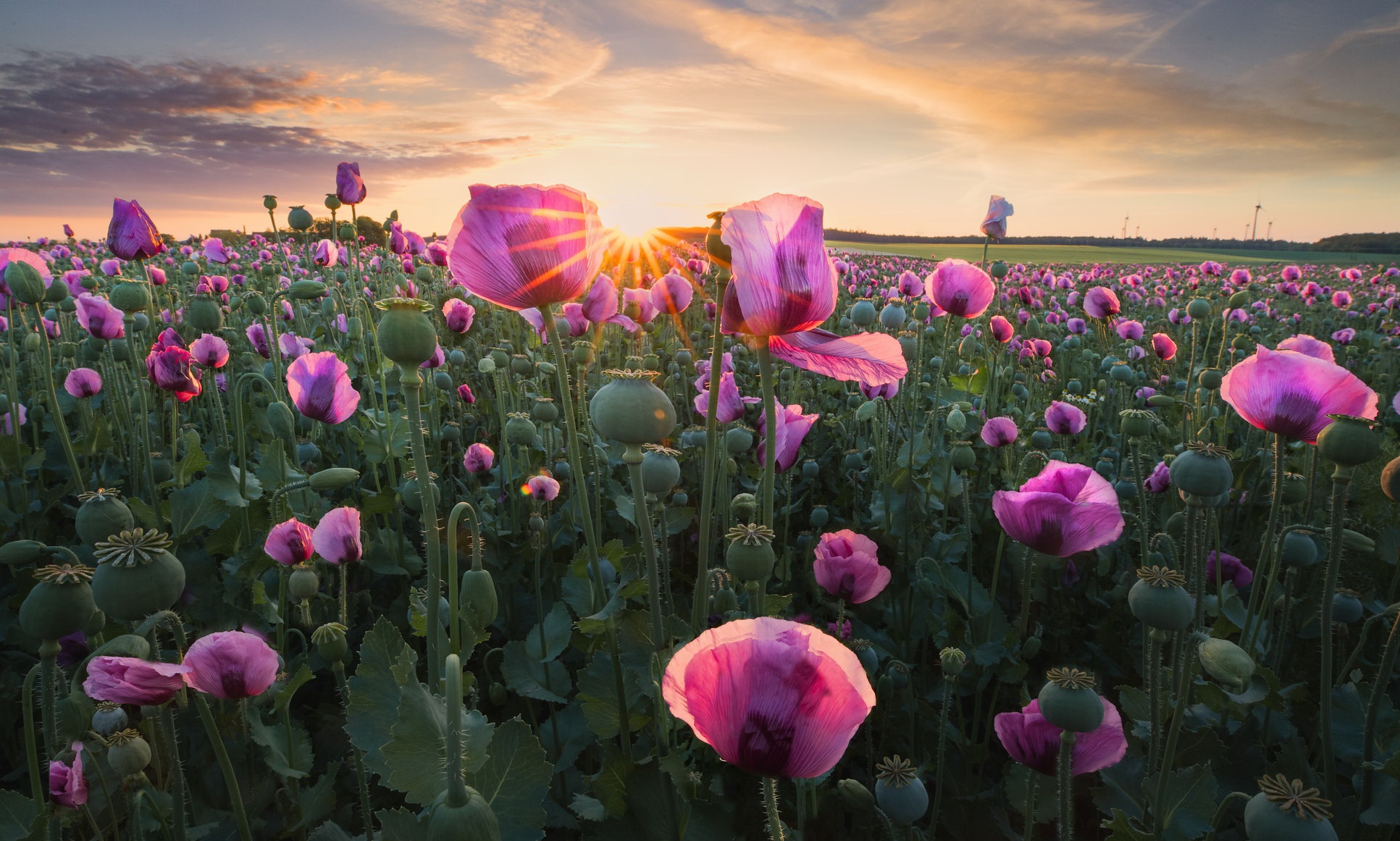 Descarga gratuita de fondo de pantalla para móvil de Flores, Amanecer, Flor Rosa, Campo, Amapola, Atardecer, Tierra/naturaleza.