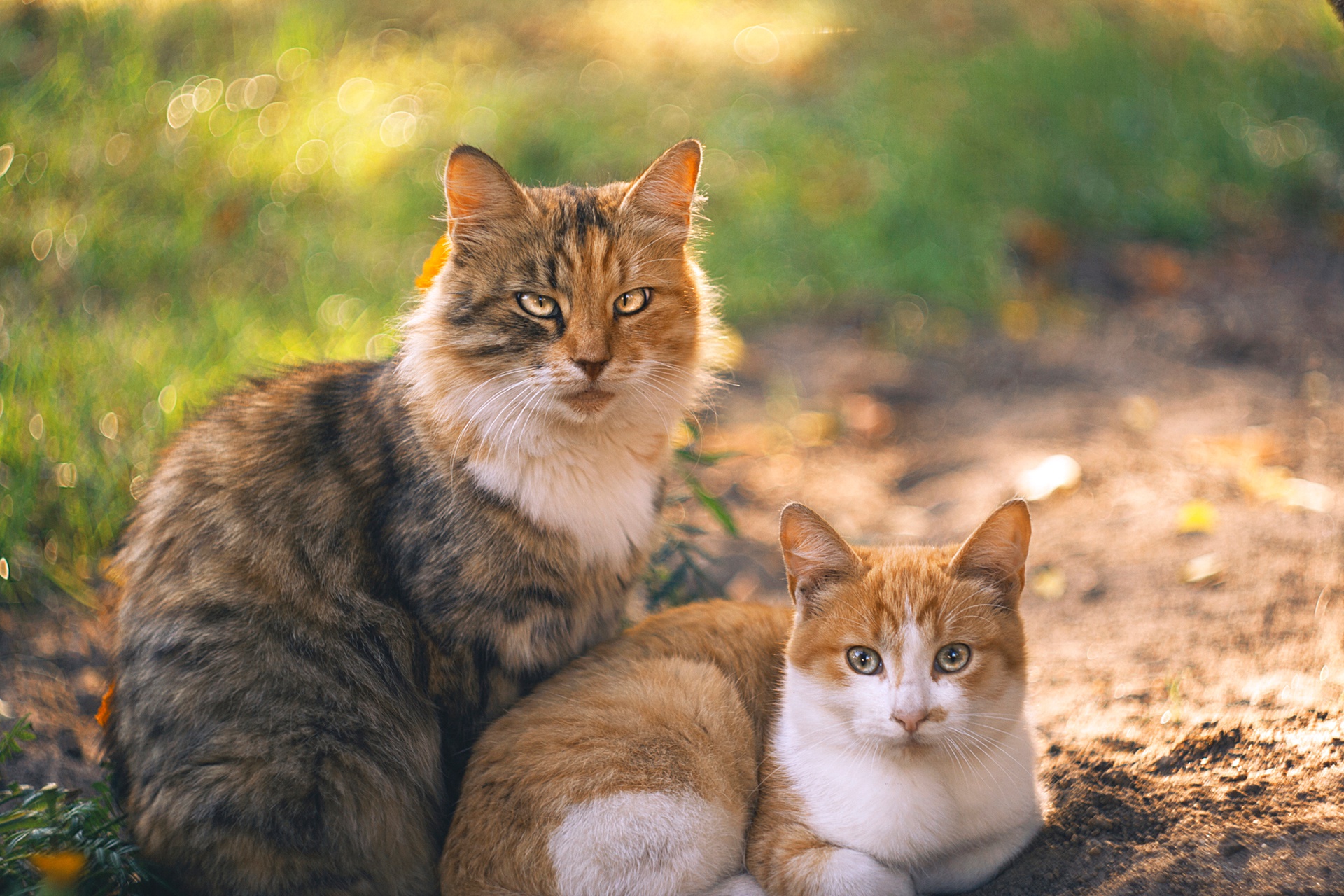 Handy-Wallpaper Tiere, Katzen, Katze, Bokeh kostenlos herunterladen.