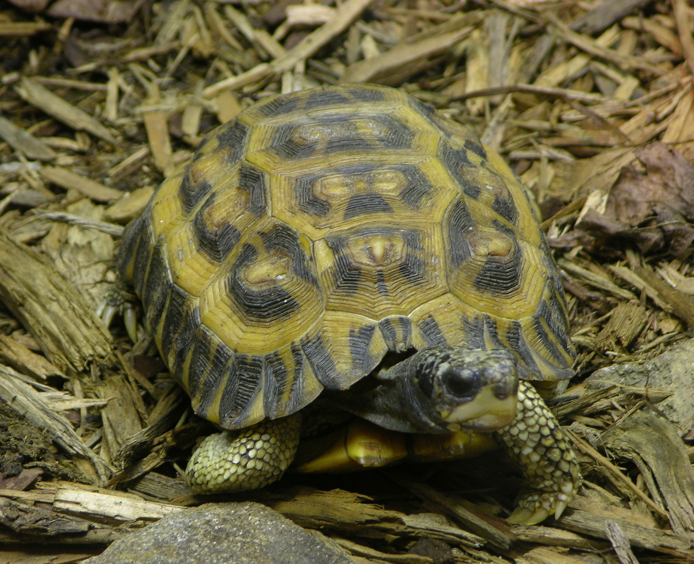 Download mobile wallpaper Turtles, Animal, Reptile, Tortoise, Flat Tailed Tortoise for free.