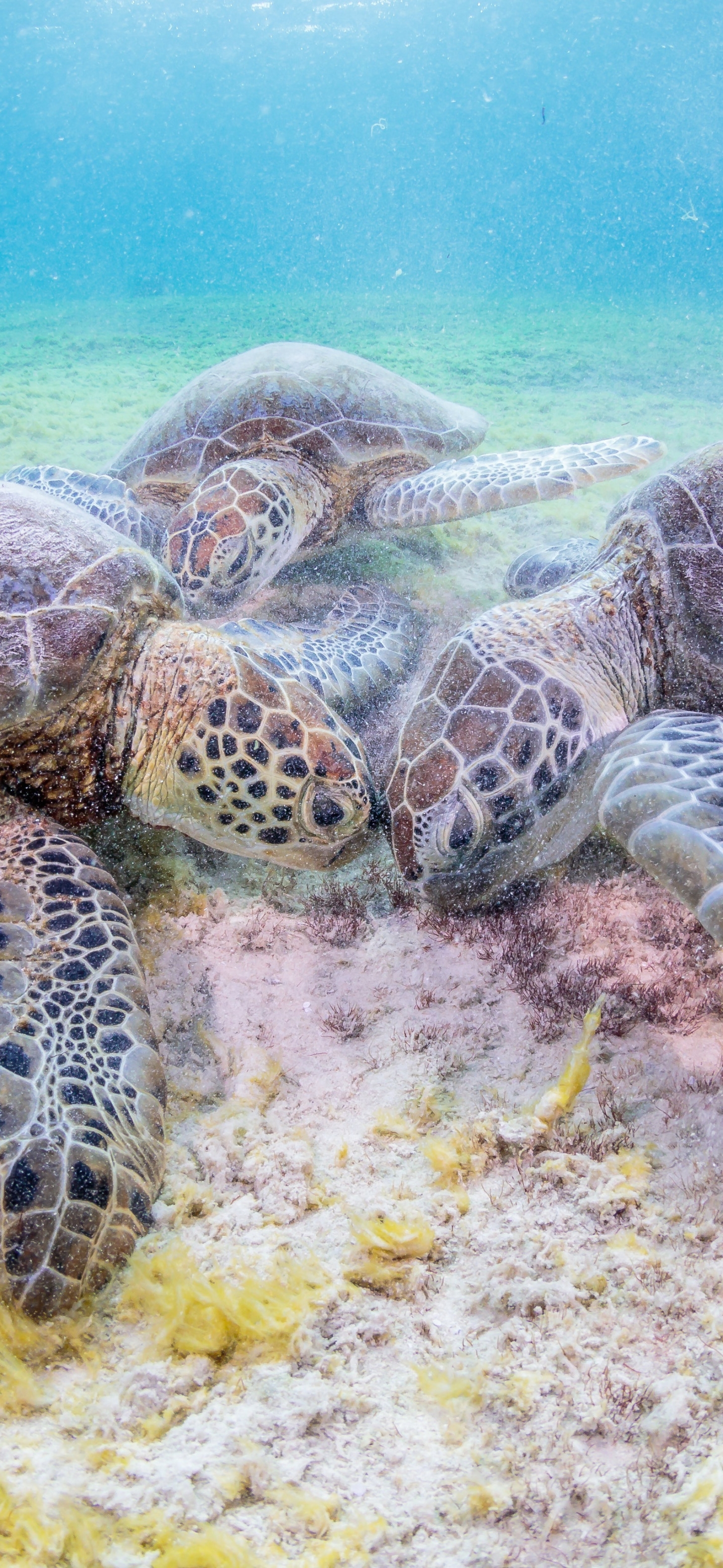 Download mobile wallpaper Turtles, Animal, Turtle, Sea Life for free.