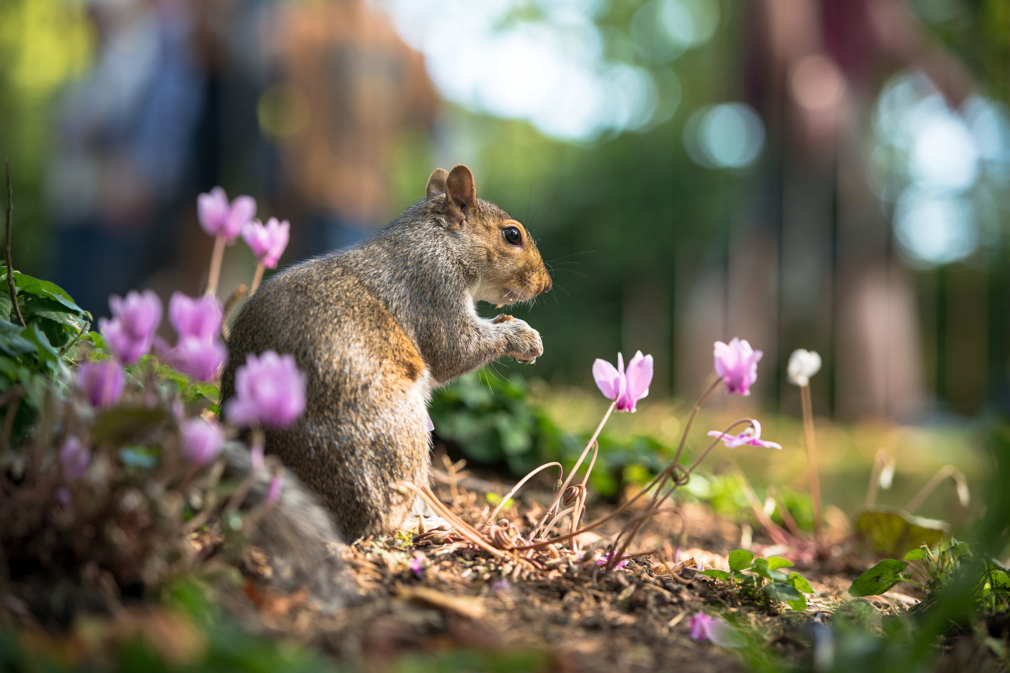 Download mobile wallpaper Squirrel, Animal, Bokeh, Rodent, Pink Flower for free.