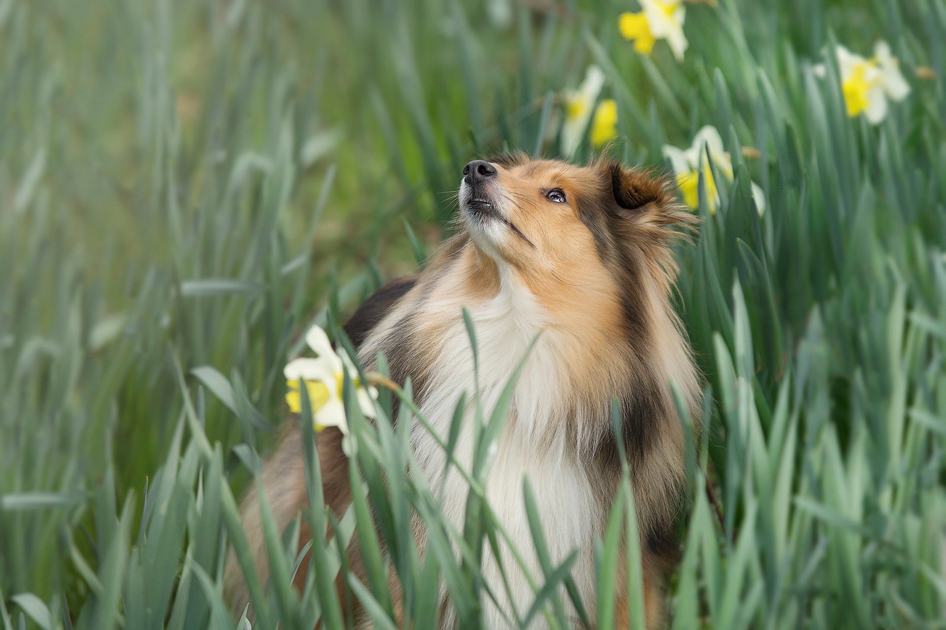 Laden Sie das Tiere, Hunde, Narzissen, Blume, Hund, Shetland Schäferhund-Bild kostenlos auf Ihren PC-Desktop herunter