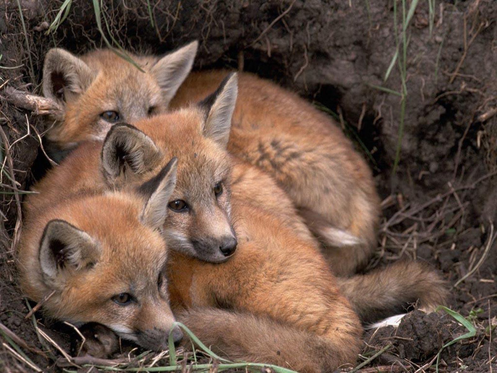 animals, fox, young, to lie down, lie, cubs, three, bask, fox cubs, lisita