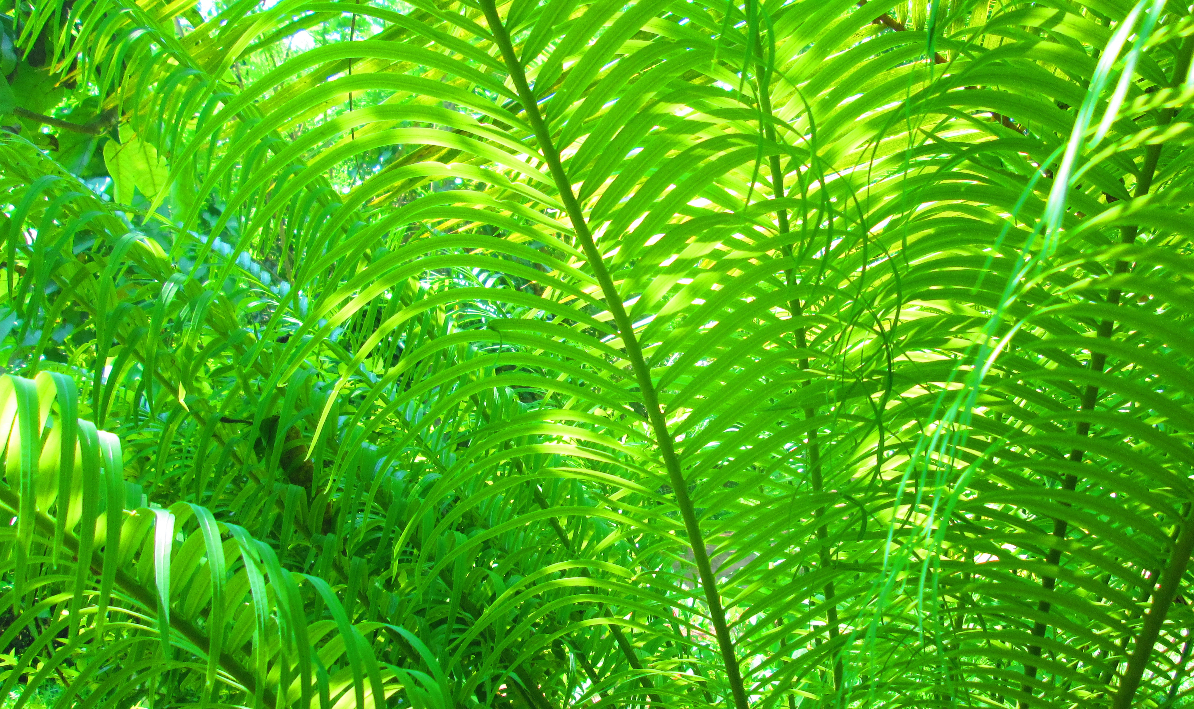 Download mobile wallpaper Landscape, Nature, Fern, Tree, Earth for free.
