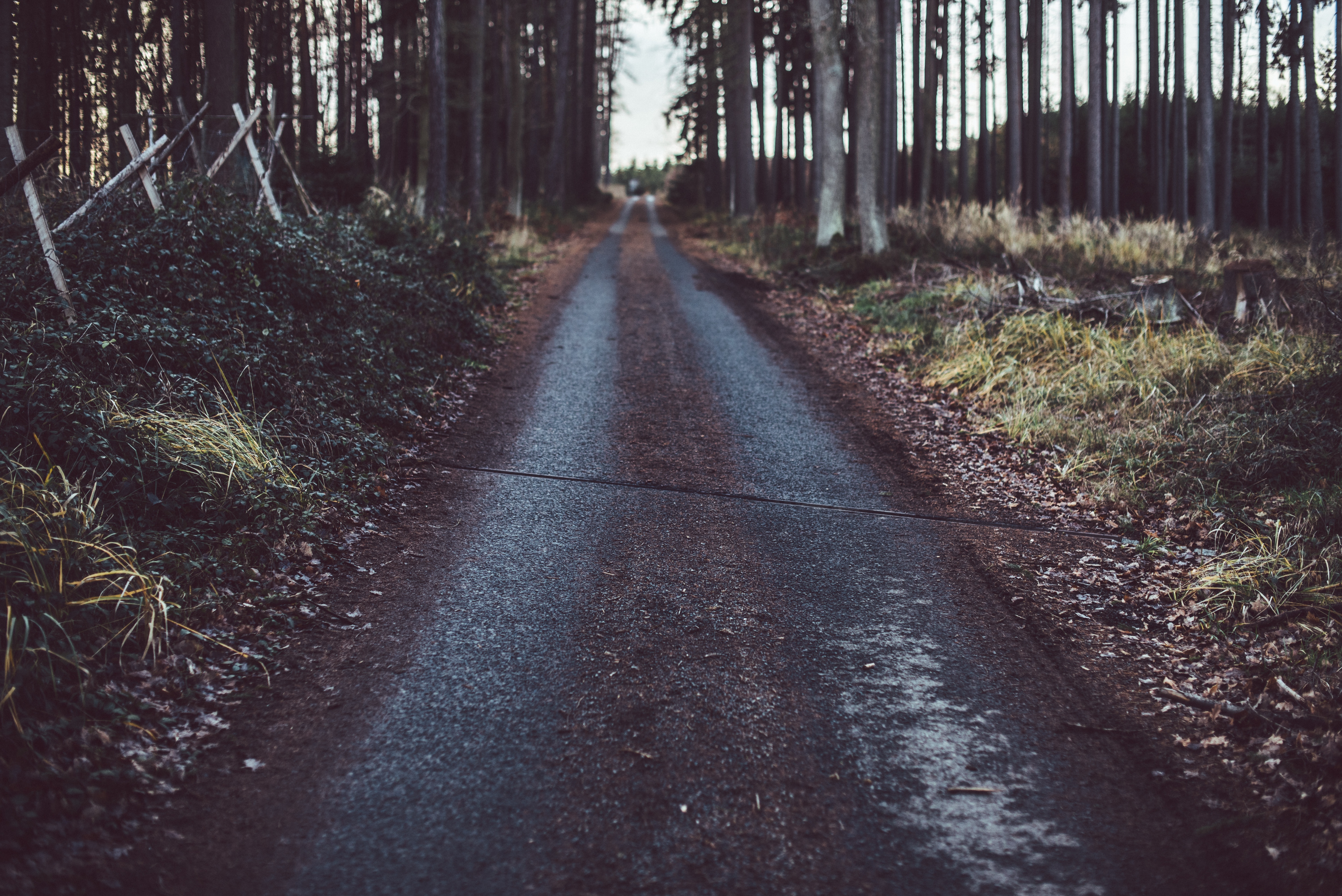 path, nature, trees, grass, road Full HD