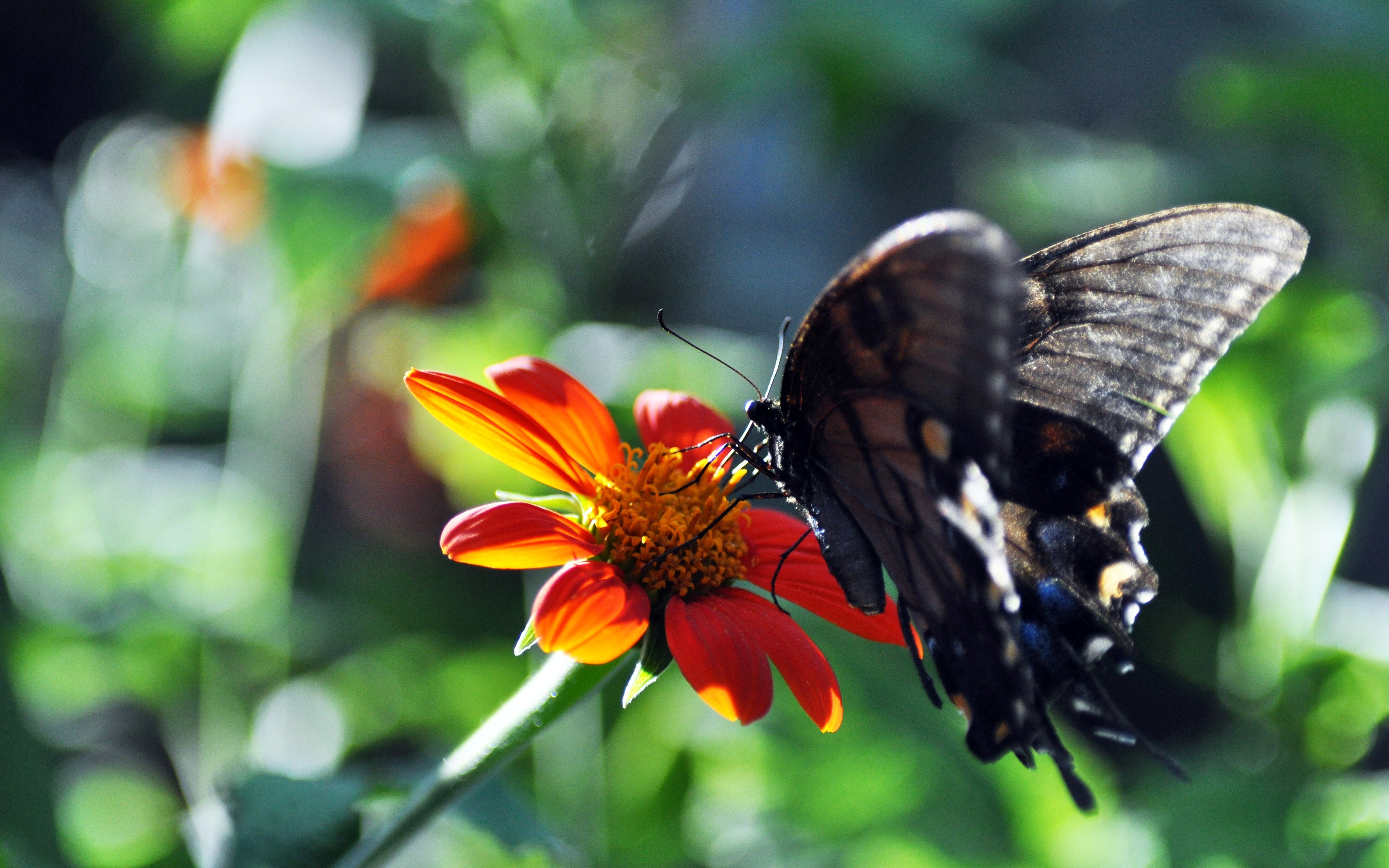 Handy-Wallpaper Schmetterlinge, Blume, Tiere kostenlos herunterladen.
