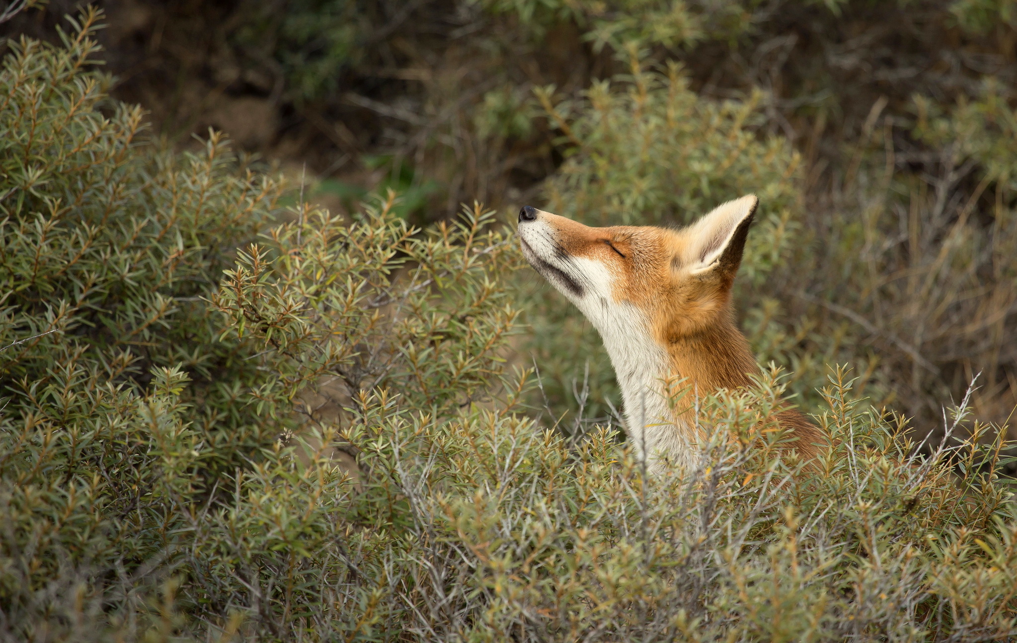 Free download wallpaper Fox, Plant, Animal on your PC desktop