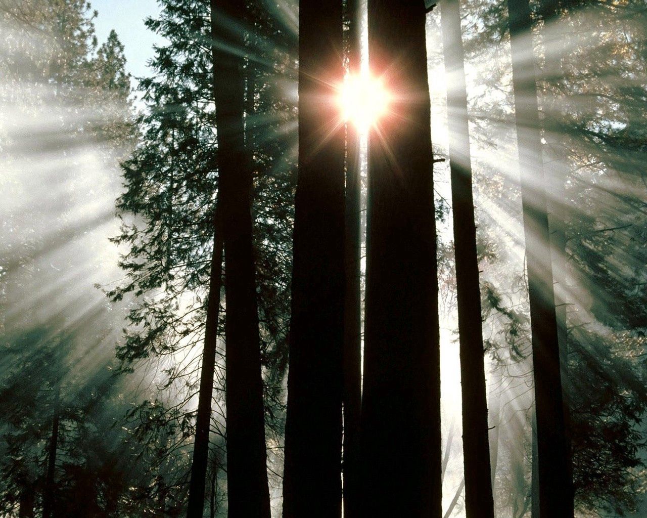 nature, forest, trees, shine, light, trunks, sunlight, sun rays