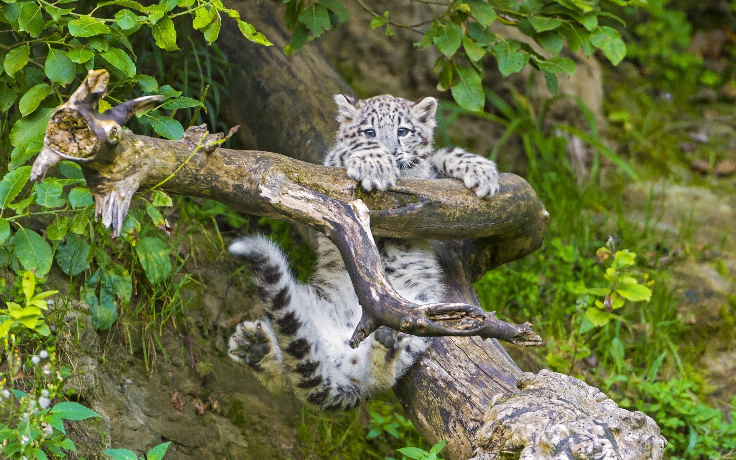 joey, young, snow leopard, animals, wood, tree, branch