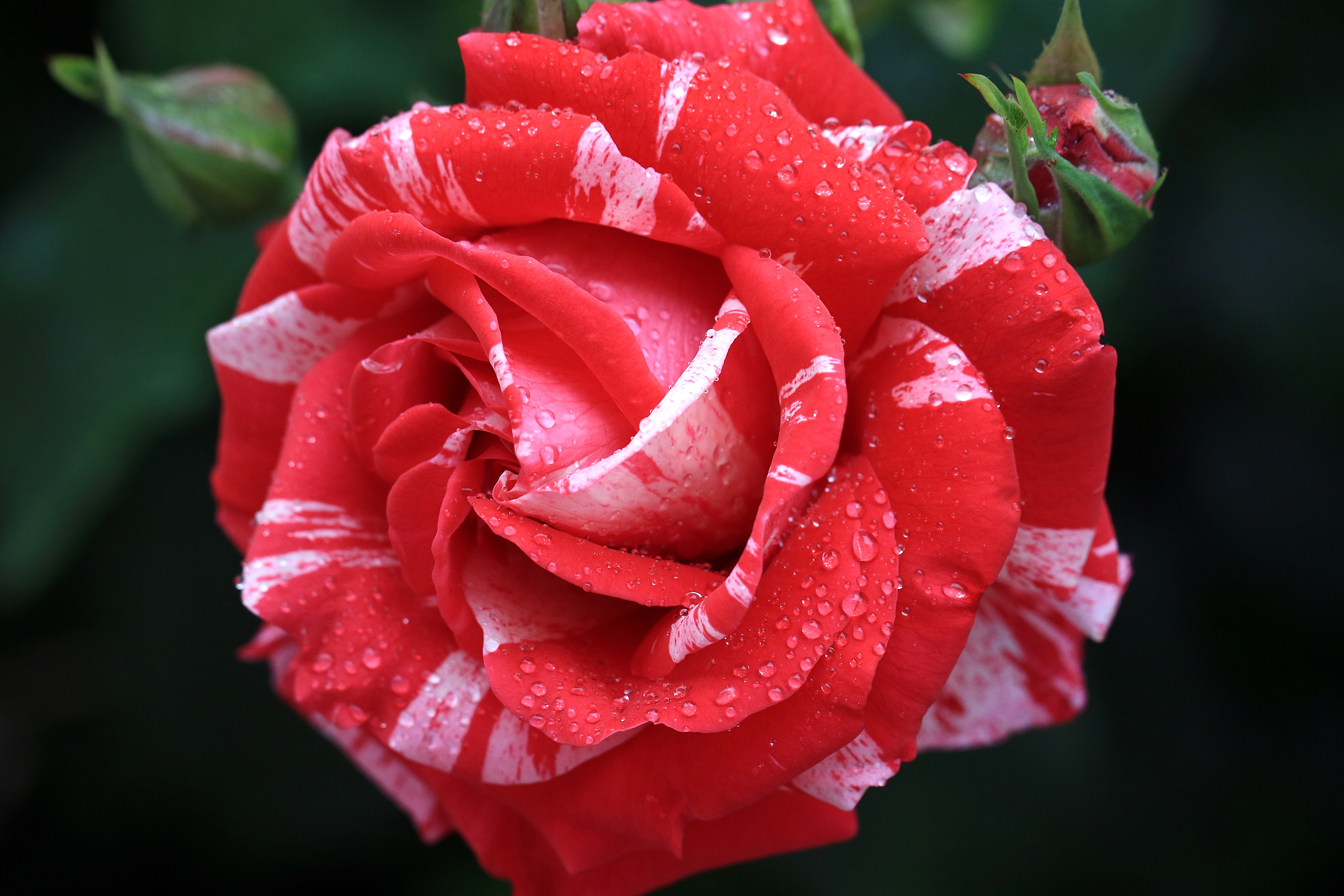 Laden Sie das Natur, Blumen, Blume, Rose, Knospe, Rote Rose, Wassertropfen, Erde/natur-Bild kostenlos auf Ihren PC-Desktop herunter