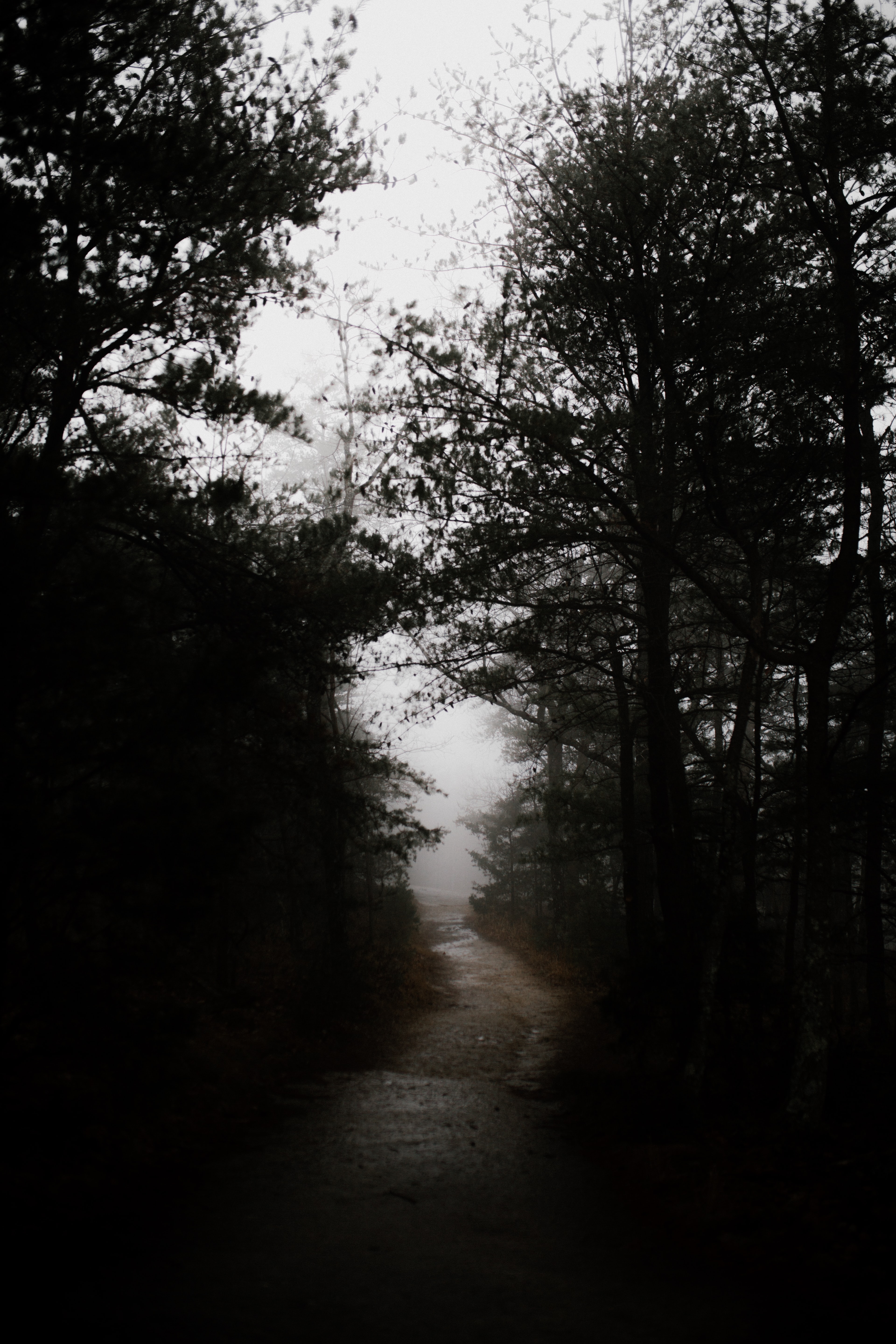 nature, road, forest, gloomy, gloomily